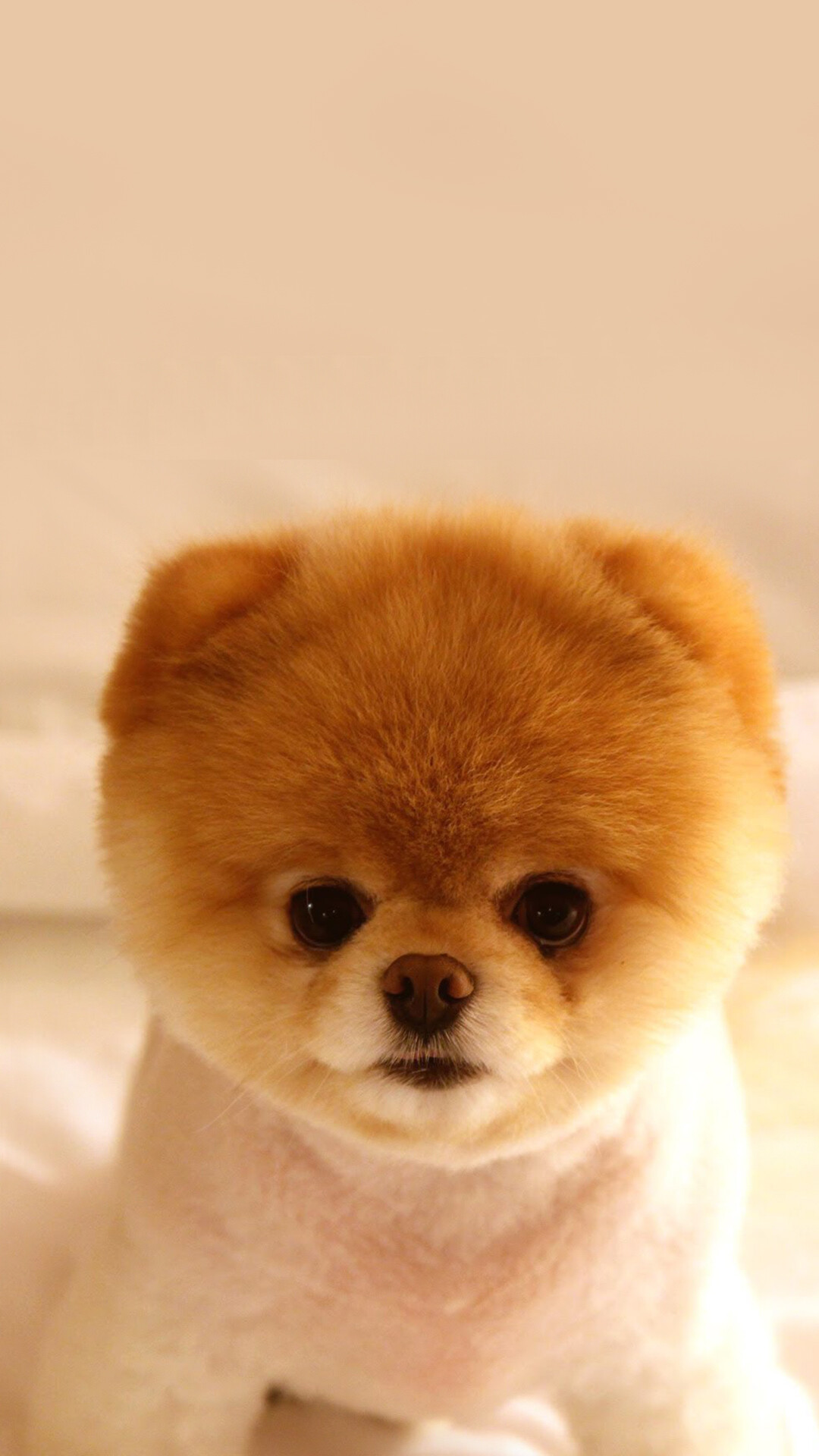 Puppy: Pomeranian, A breed of dog of the Spitz type, Canis familiaris. 1080x1920 Full HD Wallpaper.