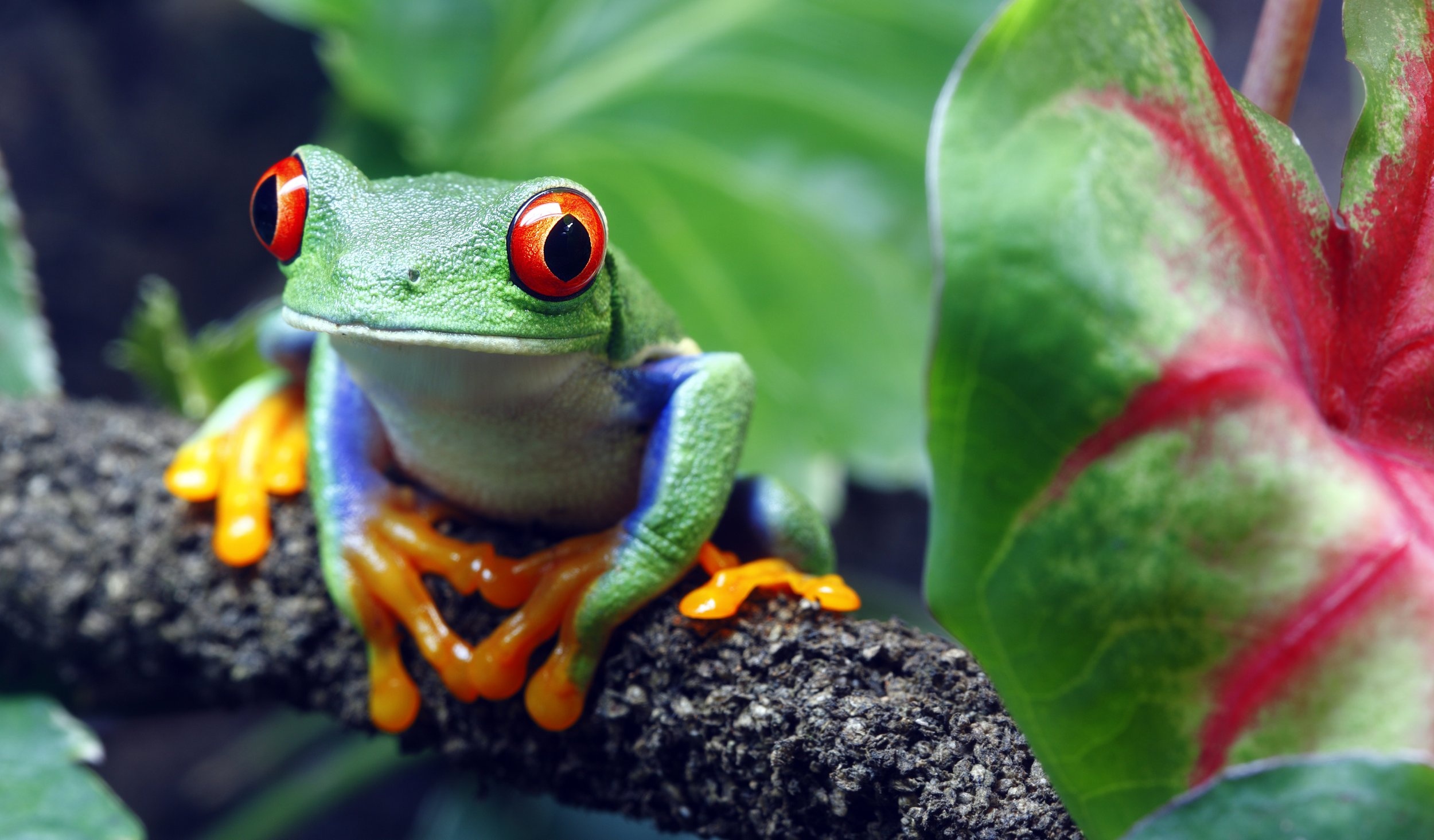 Educational podcast, Vibrant red-eyed frog, Fascinating nature, HeyMrJim, 2500x1470 HD Desktop