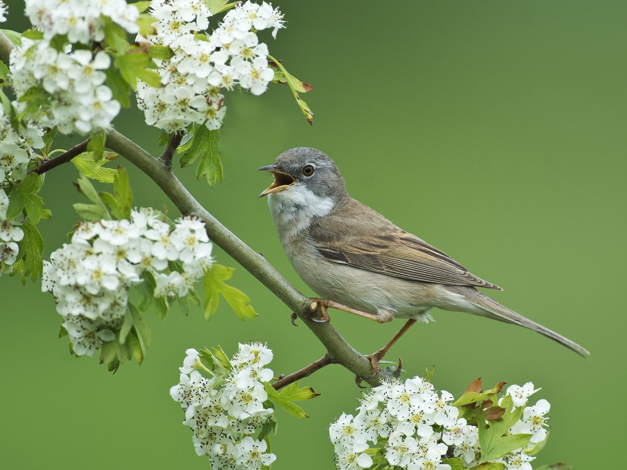 Hawthorn Tree Nature, Gray Warbler, Bird Branch, Flowering Flowers, 2050x1540 HD Desktop