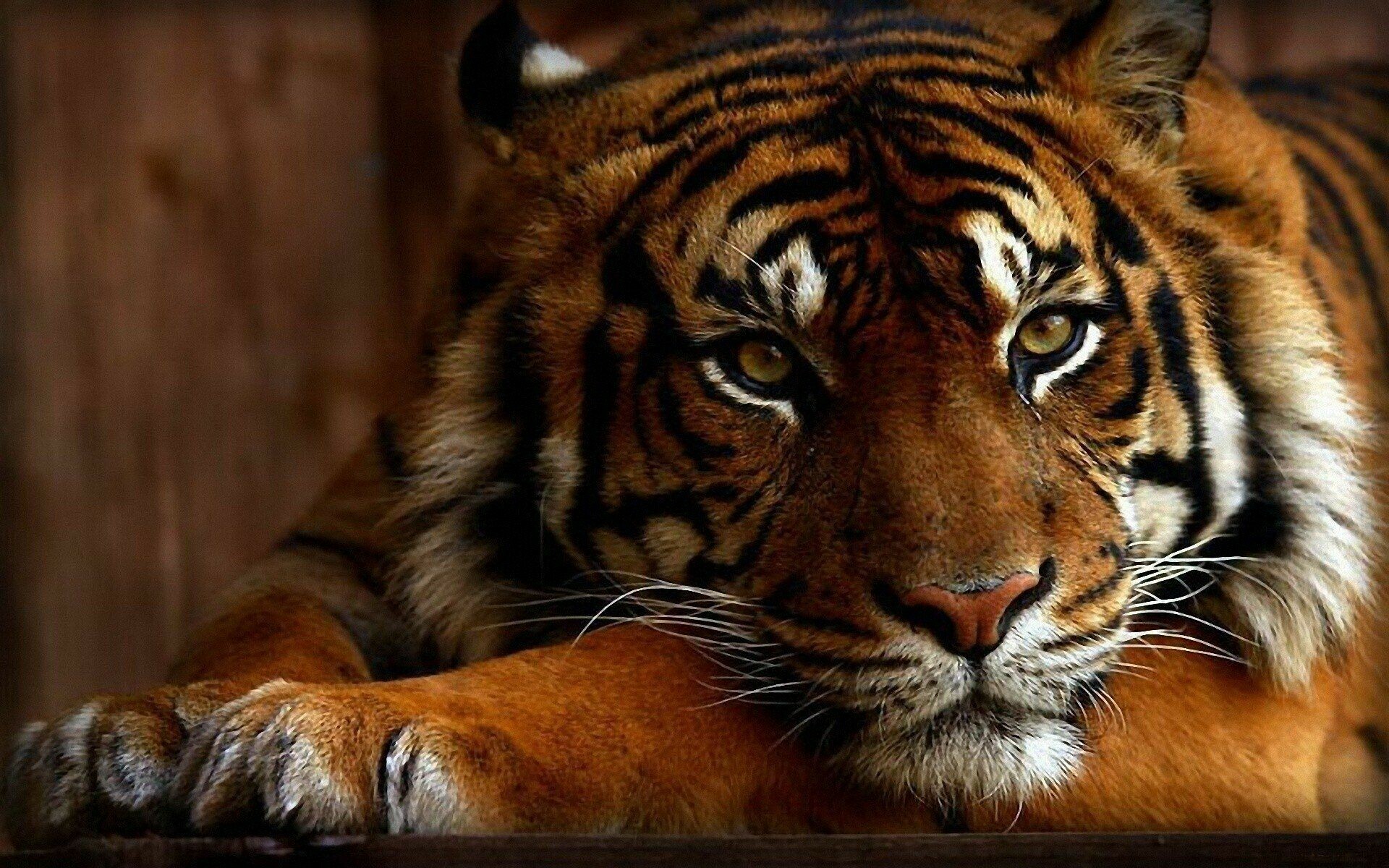 Tiger beauty, HD and 4K wallpapers, Striking visuals, Captivating imagery, 1920x1200 HD Desktop