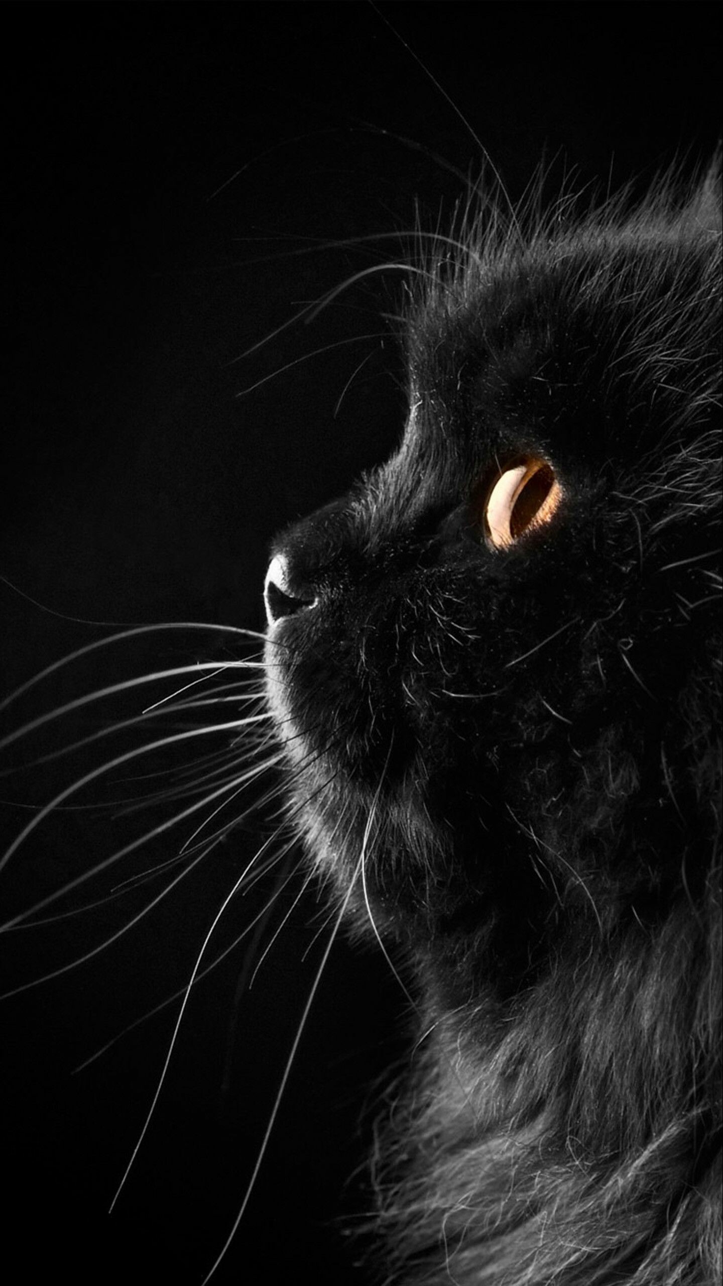 Black cat, Galaxy wallpapers, 1440x2560 HD Phone