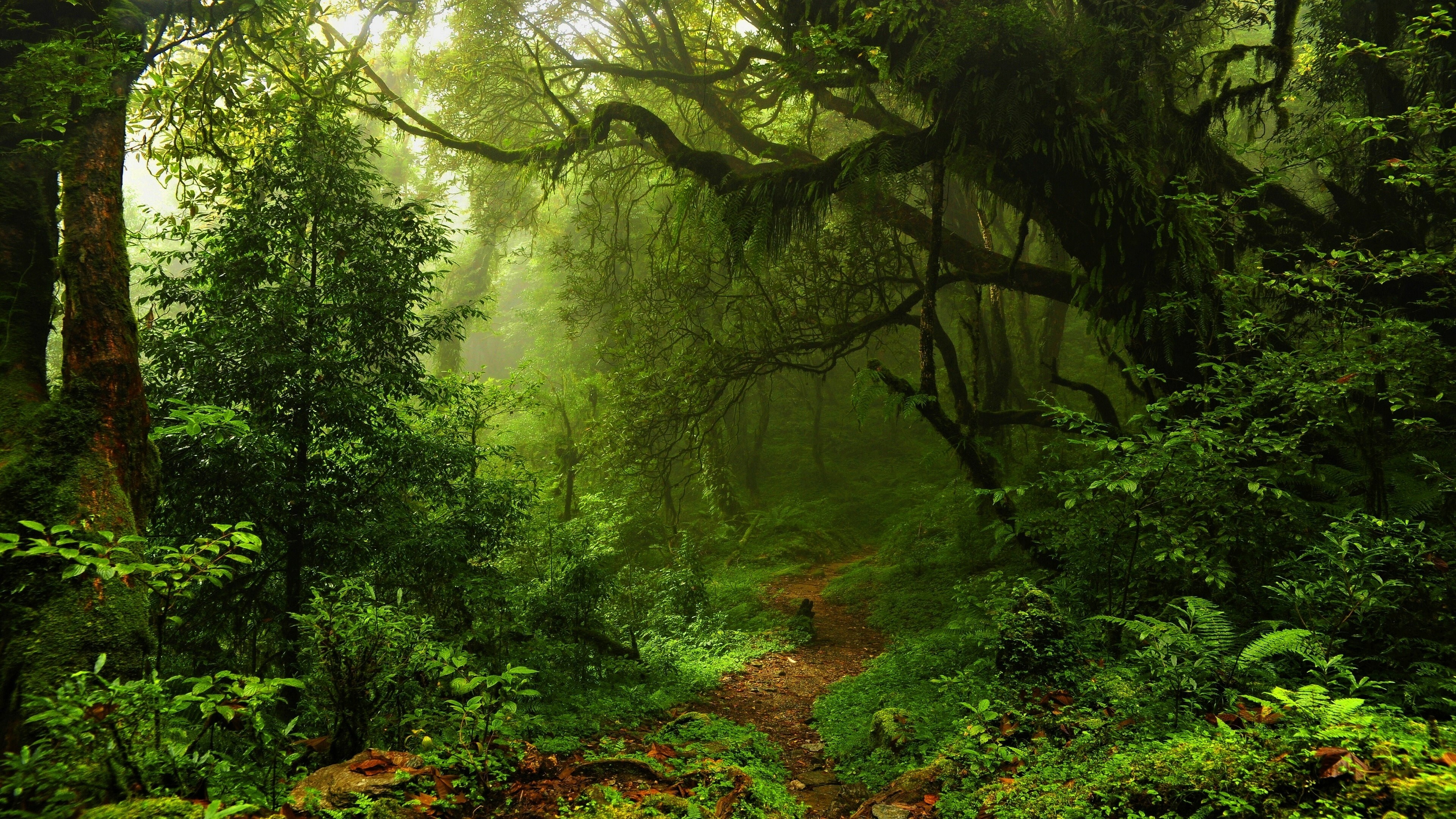 Tree, Nature, Sunlight in Green Forest, 3840x2160 4K Desktop