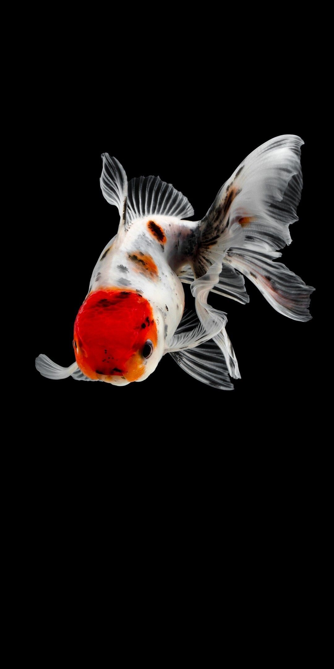 Gold Fish: Oranda, Bright-red head cap, Peaceful community fish, Calico pattern with several colors. 1080x2160 HD Wallpaper.