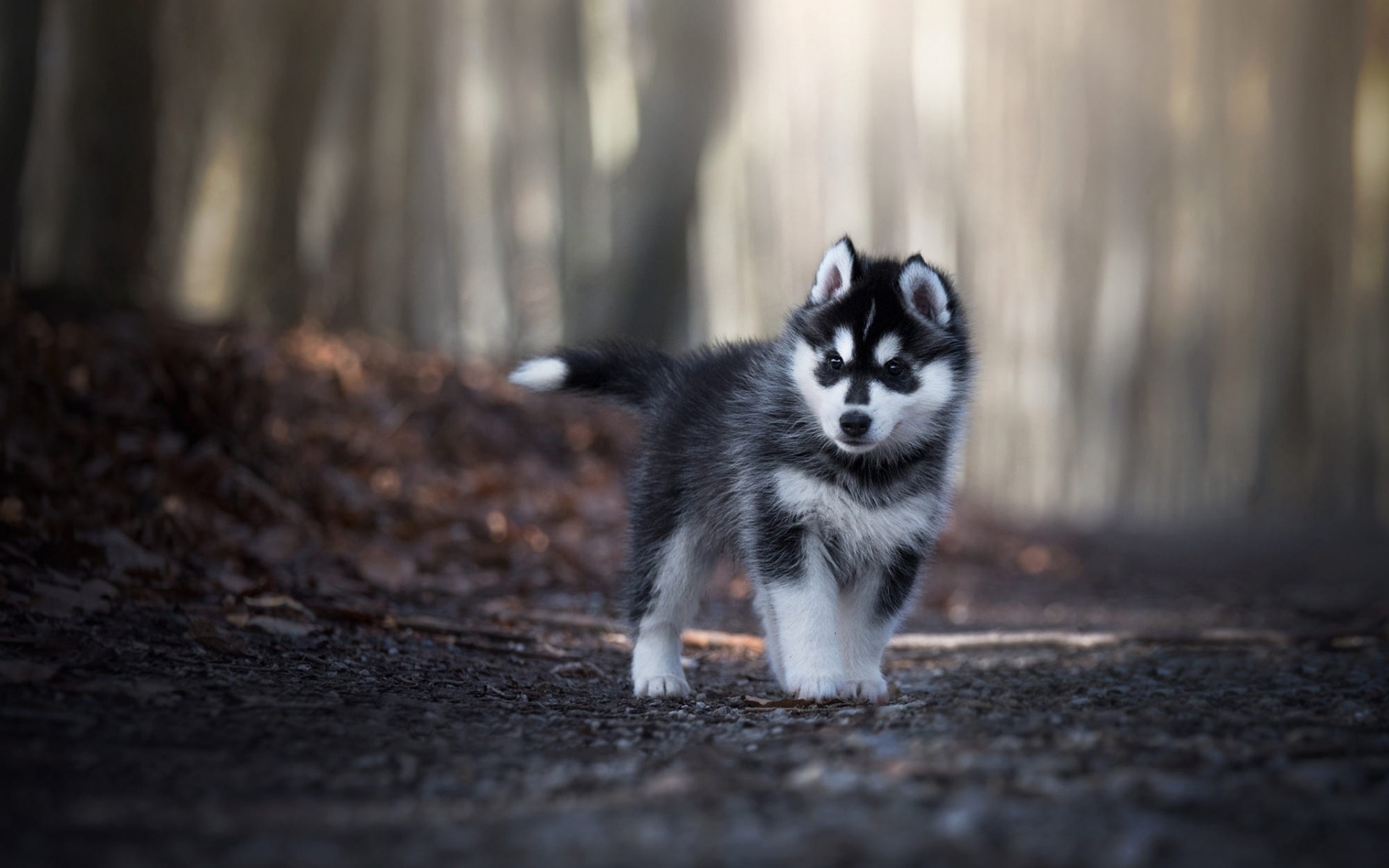 Husky puppies, Cute and little, Gray and blue-eyed, High-quality, 1920x1200 HD Desktop