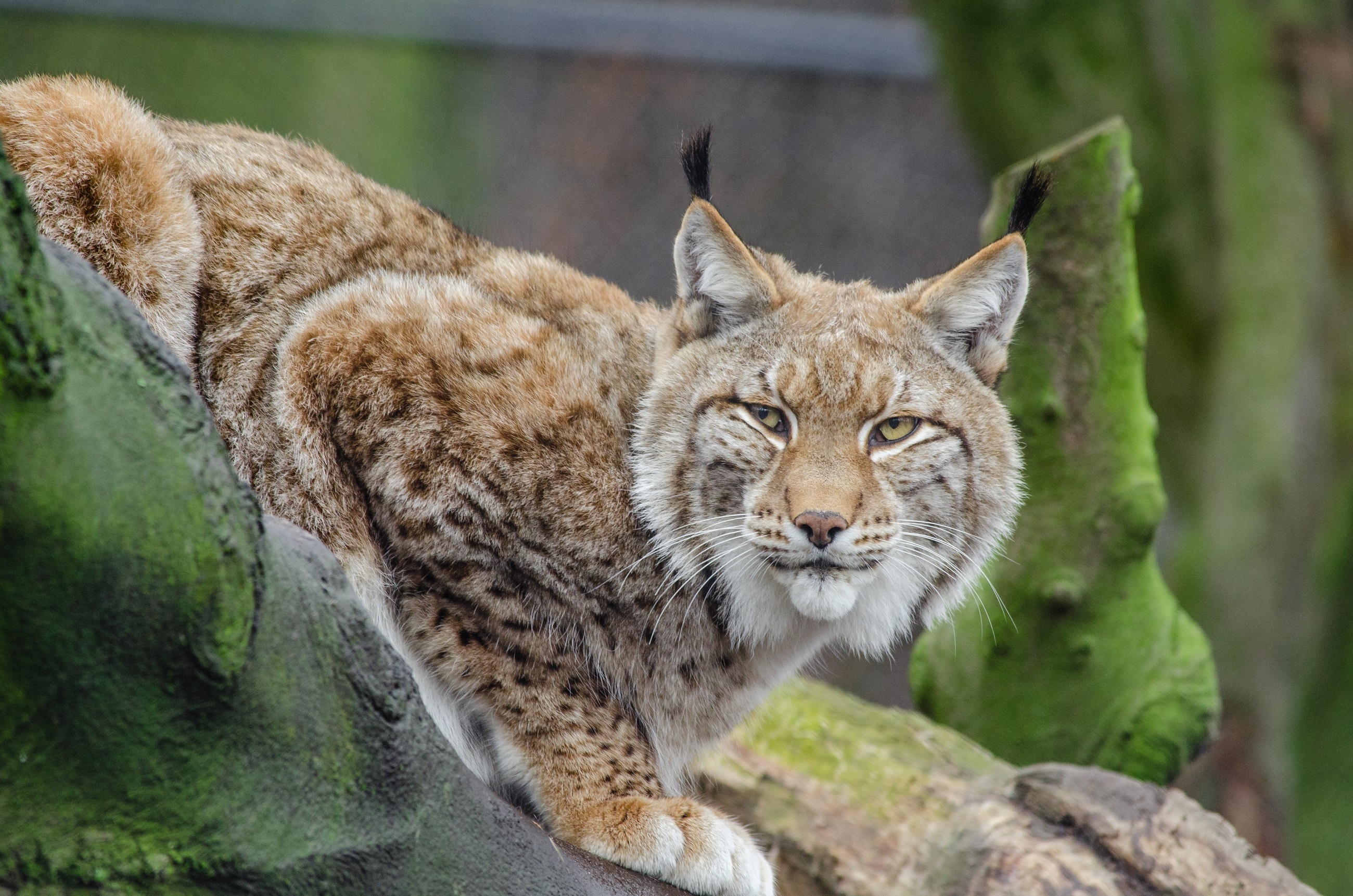 Lynx, Free photo download, Wild cat in the jungle, Jooinn's free image, 2600x1730 HD Desktop