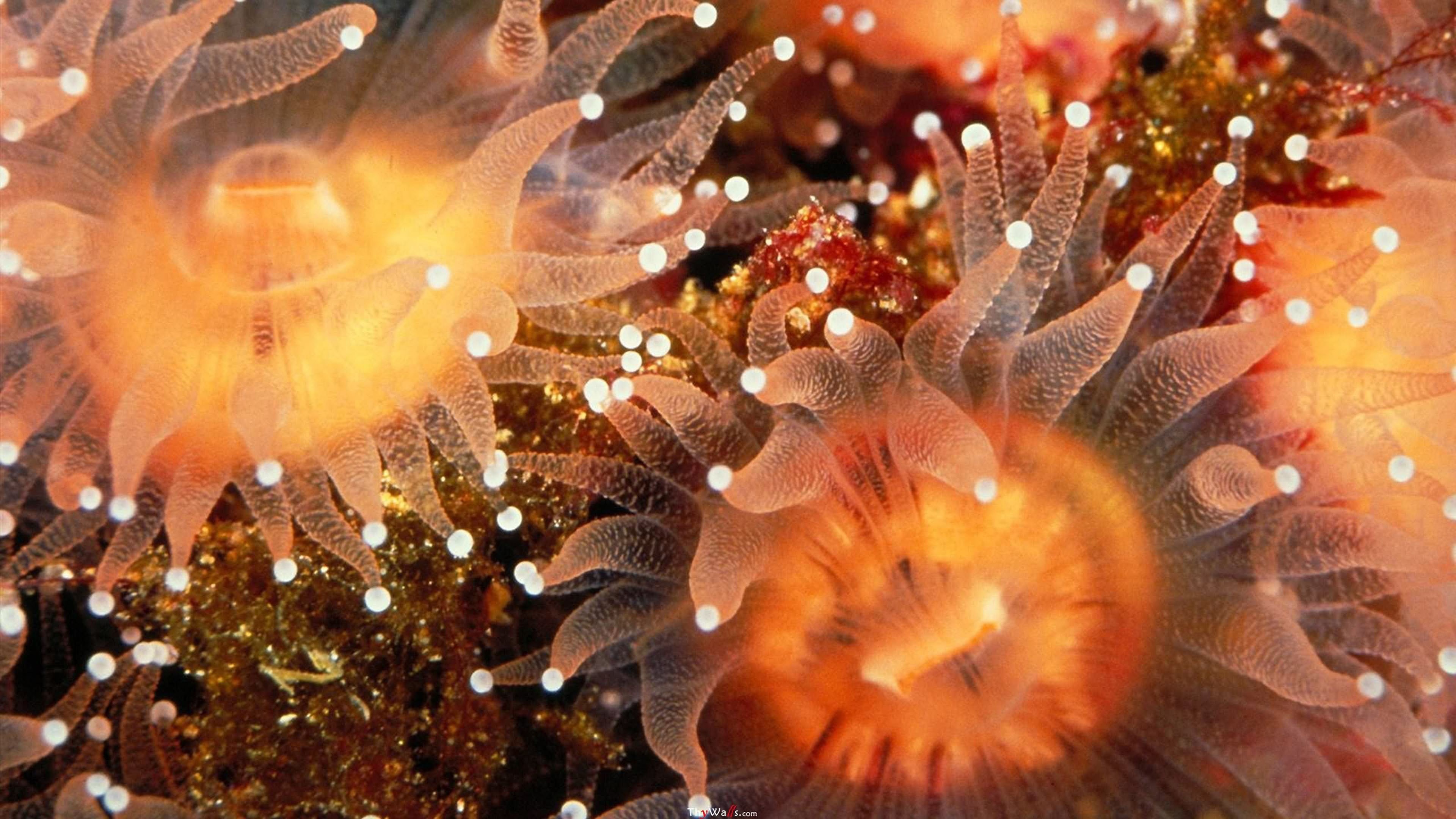 Purple sea anemone, Reef tank beauty, Uplifting wallpapers, Jill Malek designs, 3840x2160 4K Desktop