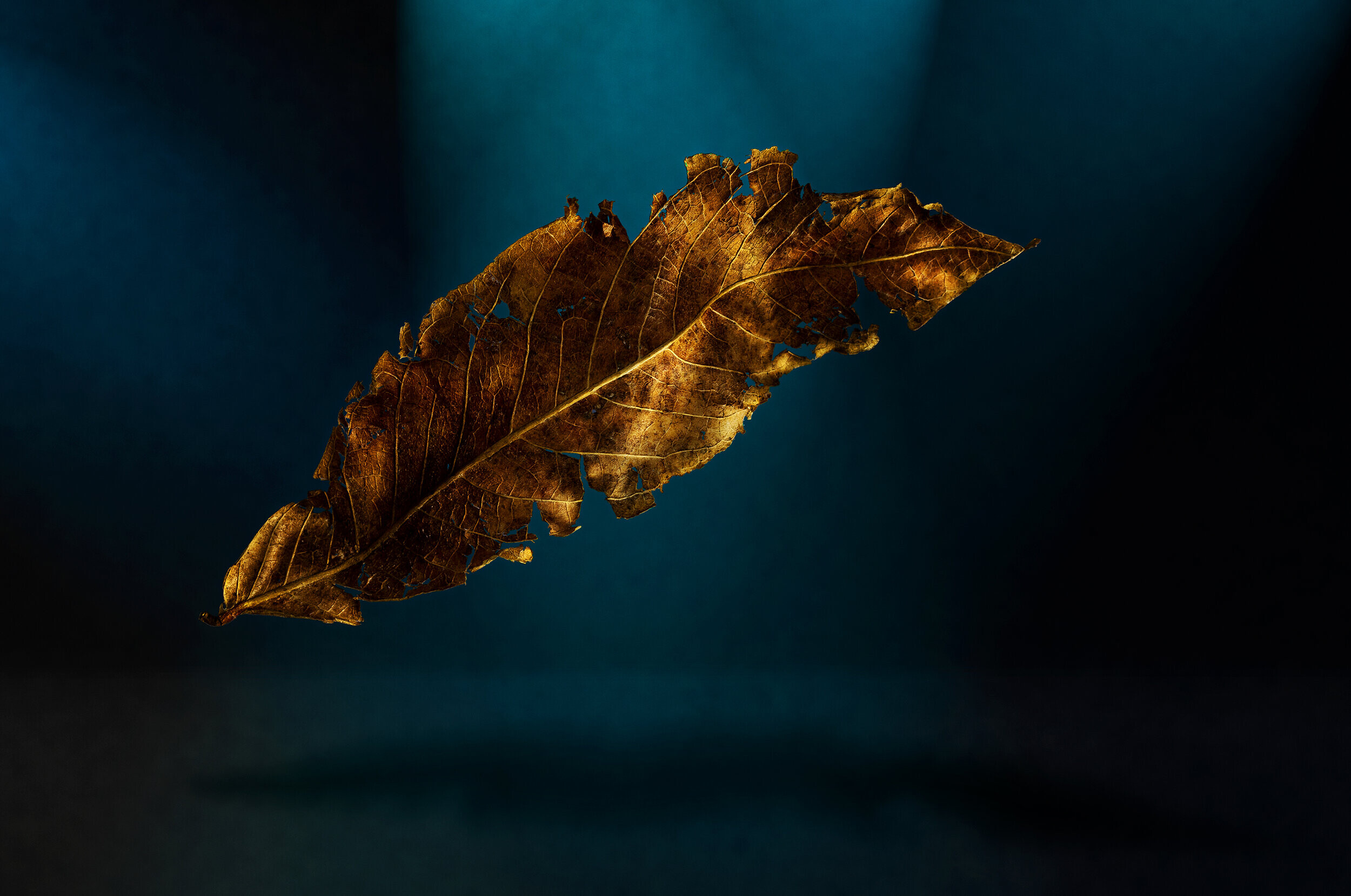 Gold Leaf: Dying and rotting leaves, Brown rusty foliage, Chlorophyll breakdown, Catabolic process of leaf senescence. 2500x1660 HD Wallpaper.