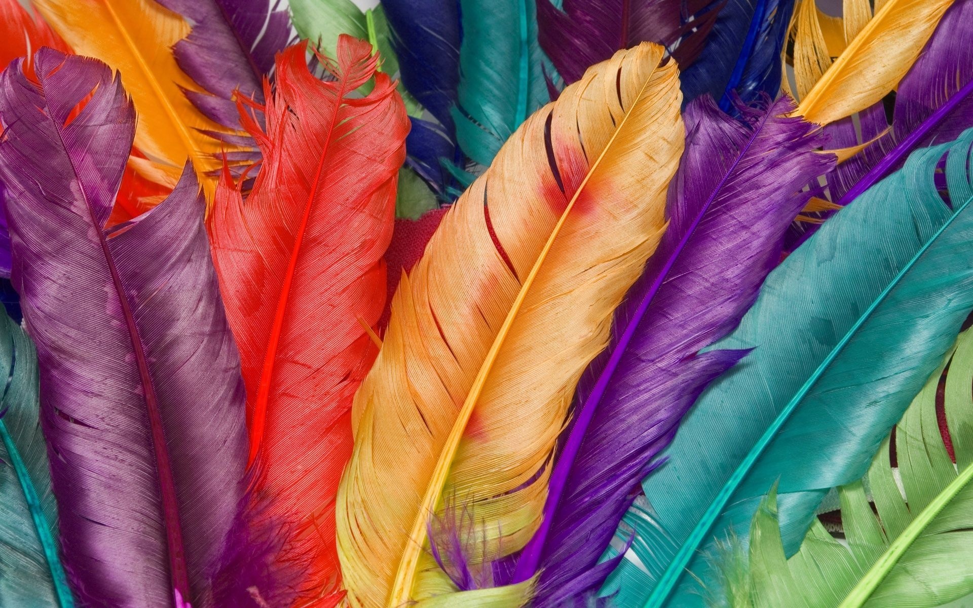 Feather: Bright multicolored clothing of a bird, Plume. 1920x1200 HD Wallpaper.