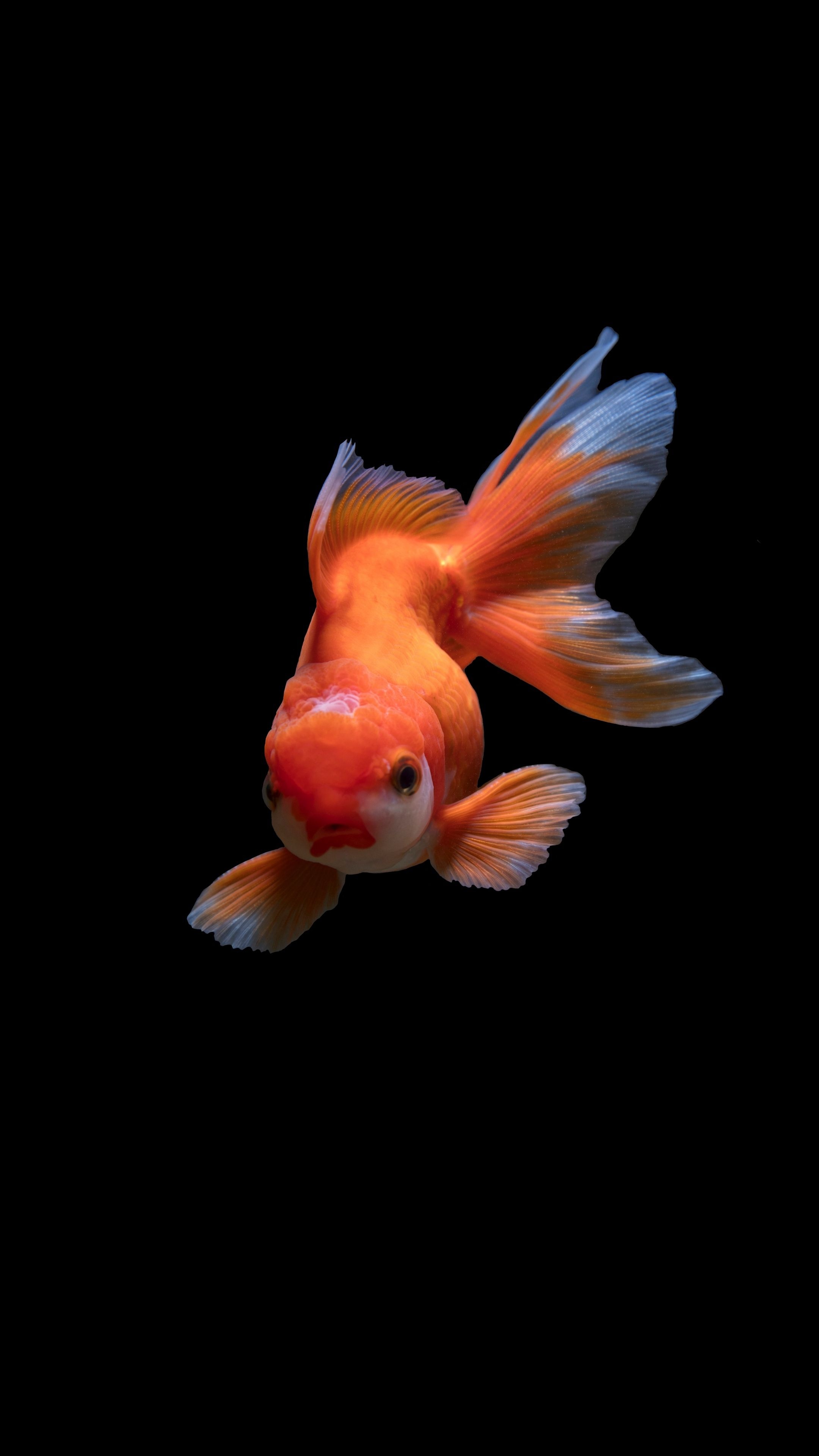 Goldfish: Released into the wild have become an invasive pest in parts of North America. 2160x3840 4K Wallpaper.