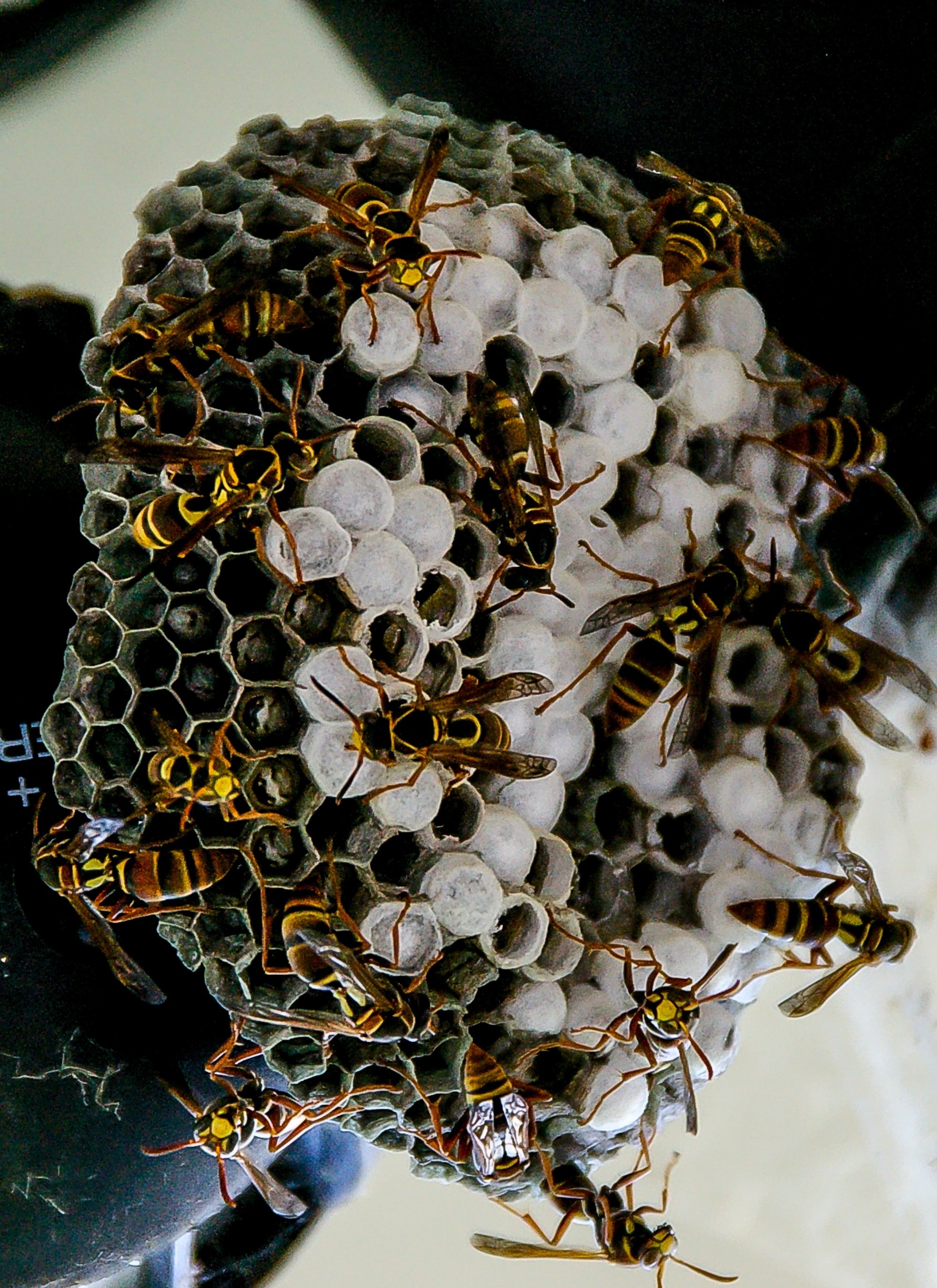 Beehive, closeup photography, bee wasp, Nature, 2000x2750 HD Phone