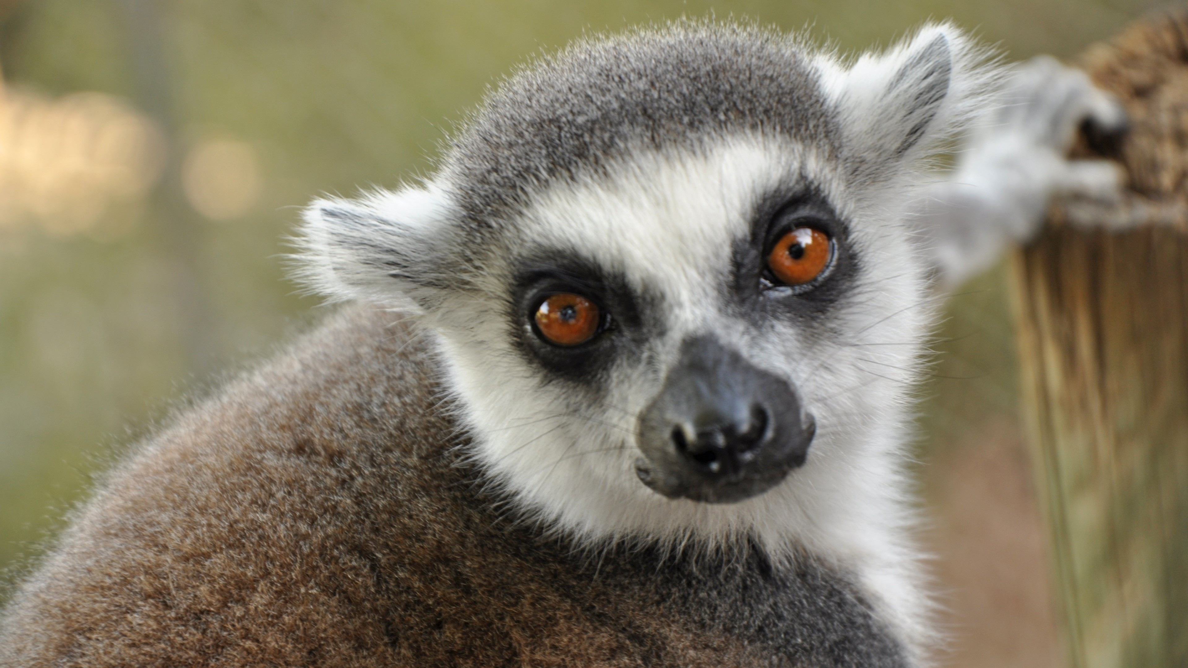 Lemur close-up, Intense gaze, Detailed features, Great for UHD TV, 3840x2160 4K Desktop