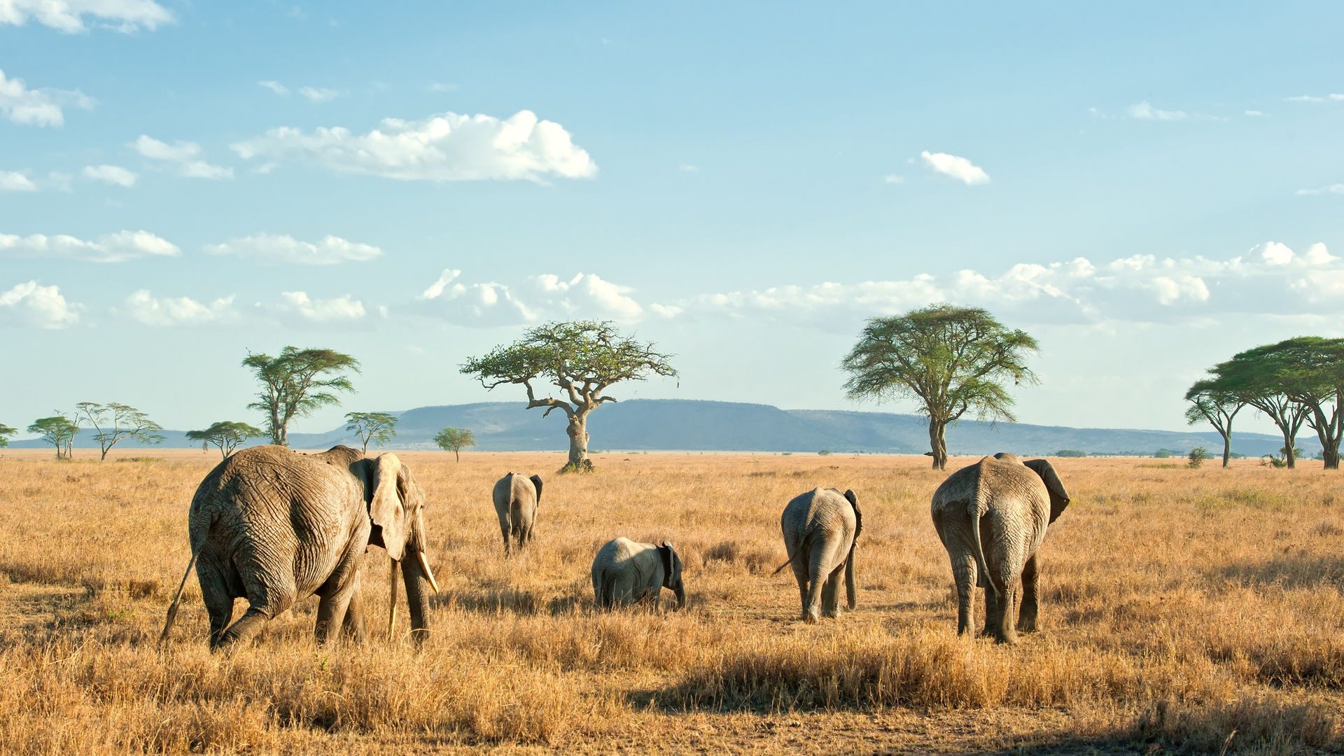 Unvergessliches Safari-Erlebnis in der Serengeti, 1920x1080 Full HD Desktop