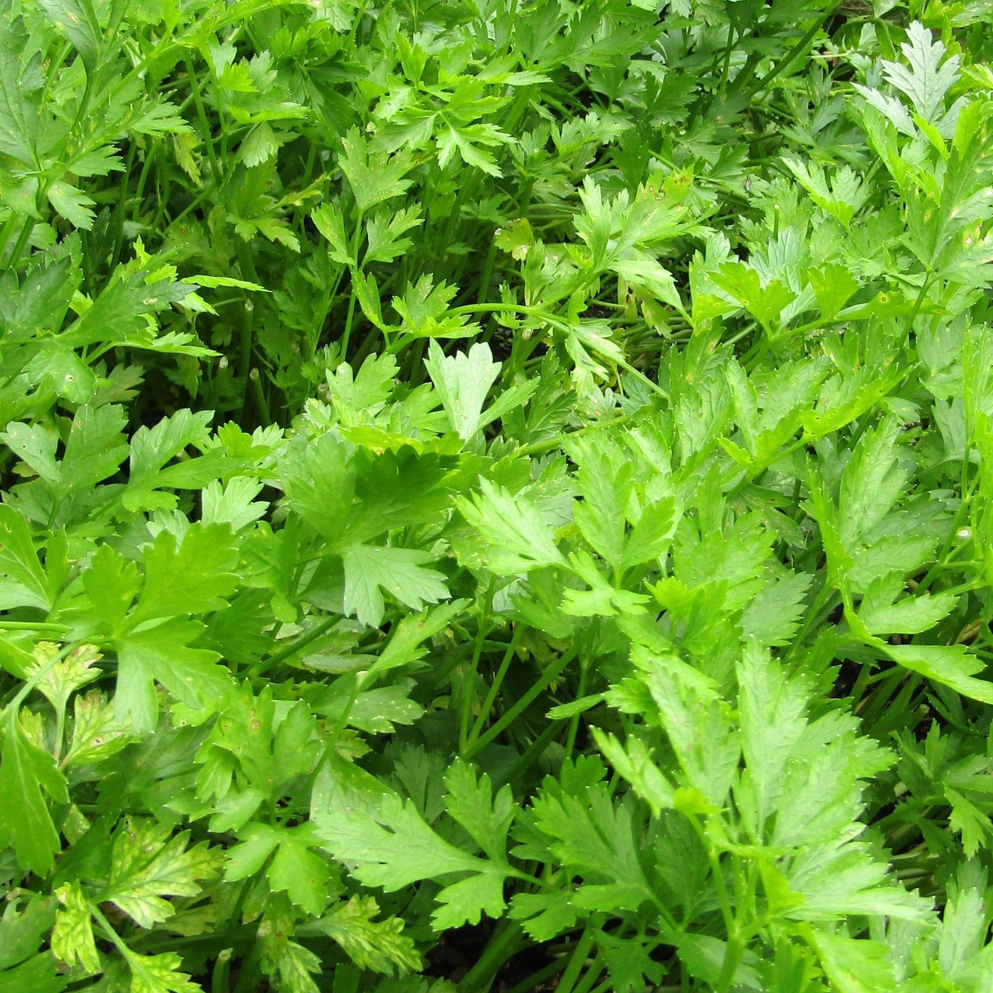 Parsley herb, Organic flat leaf variety, Potted plants, Rooted and ready, 2000x2000 HD Phone