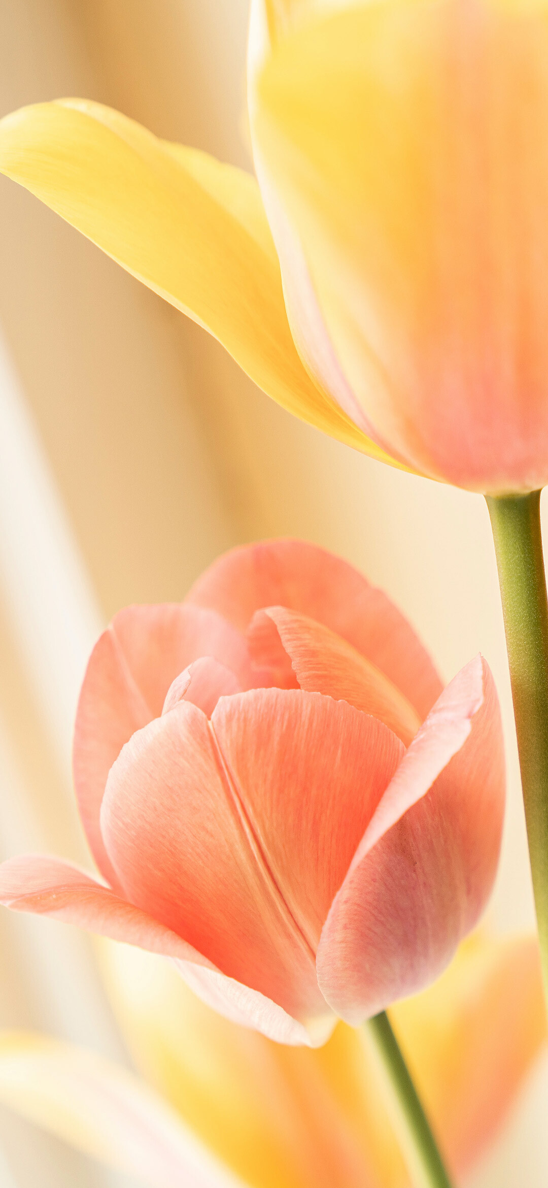 Tulip: Flowers in bloom, Petals, Annual plant. 1080x2340 HD Background.