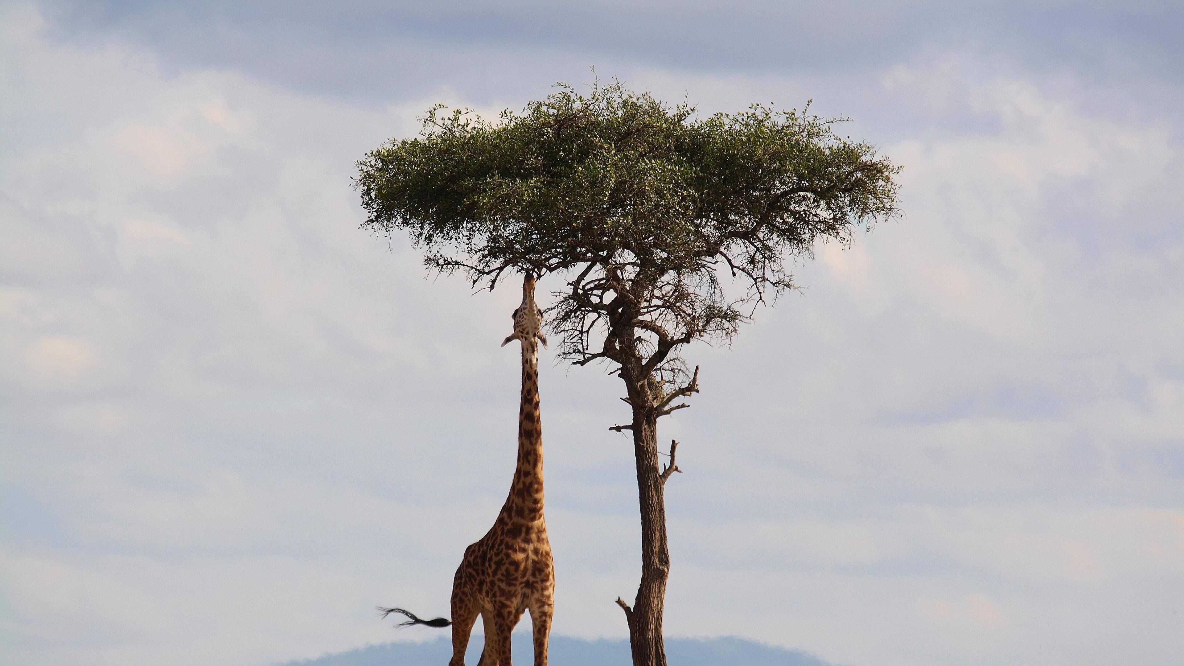 Giraffe: A large African hoofed mammal belonging to the genus Giraffa. 3840x2160 4K Wallpaper.