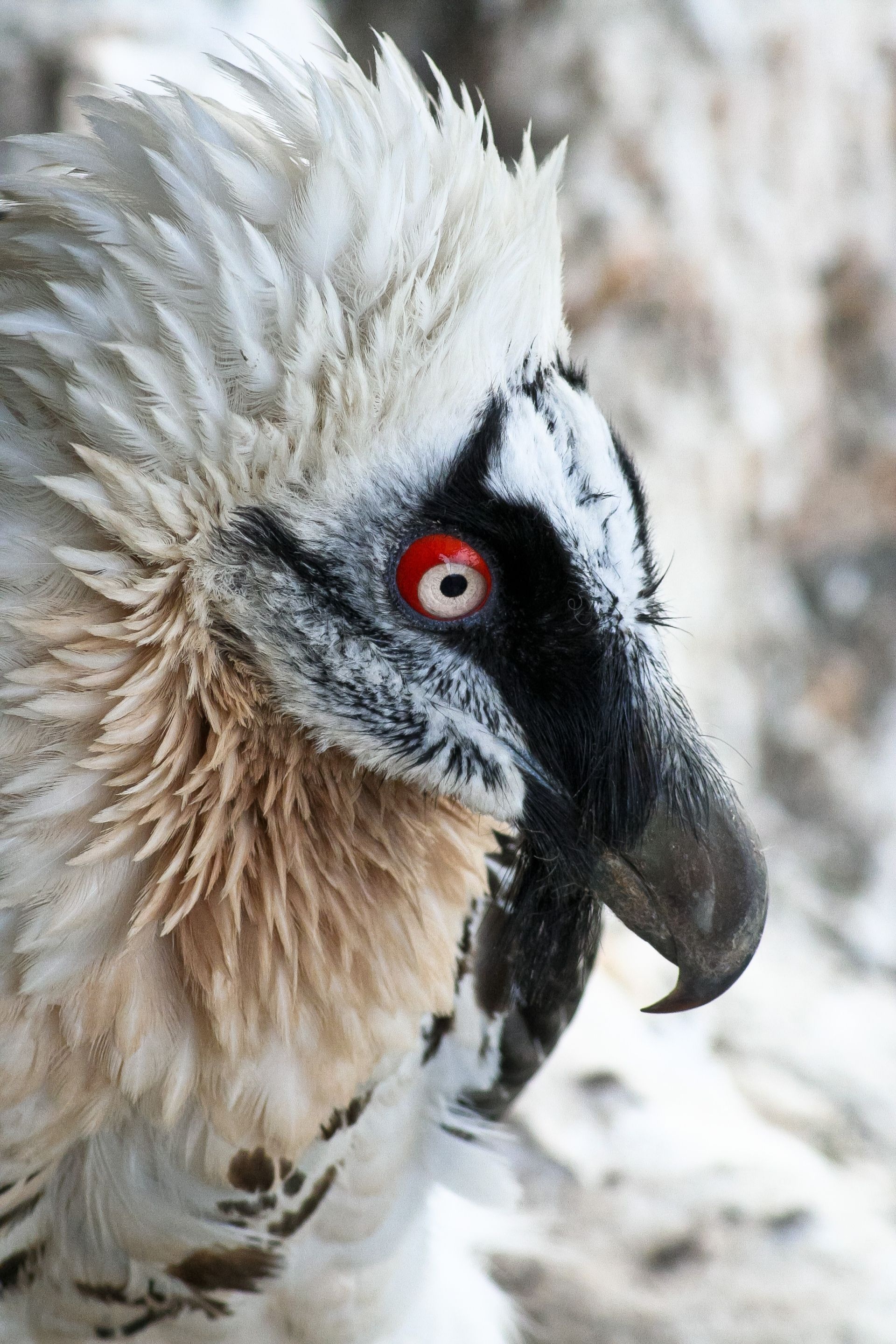 Bearded Vulture, Birds of prey, Animals beautiful, Birds, 1920x2880 HD Phone