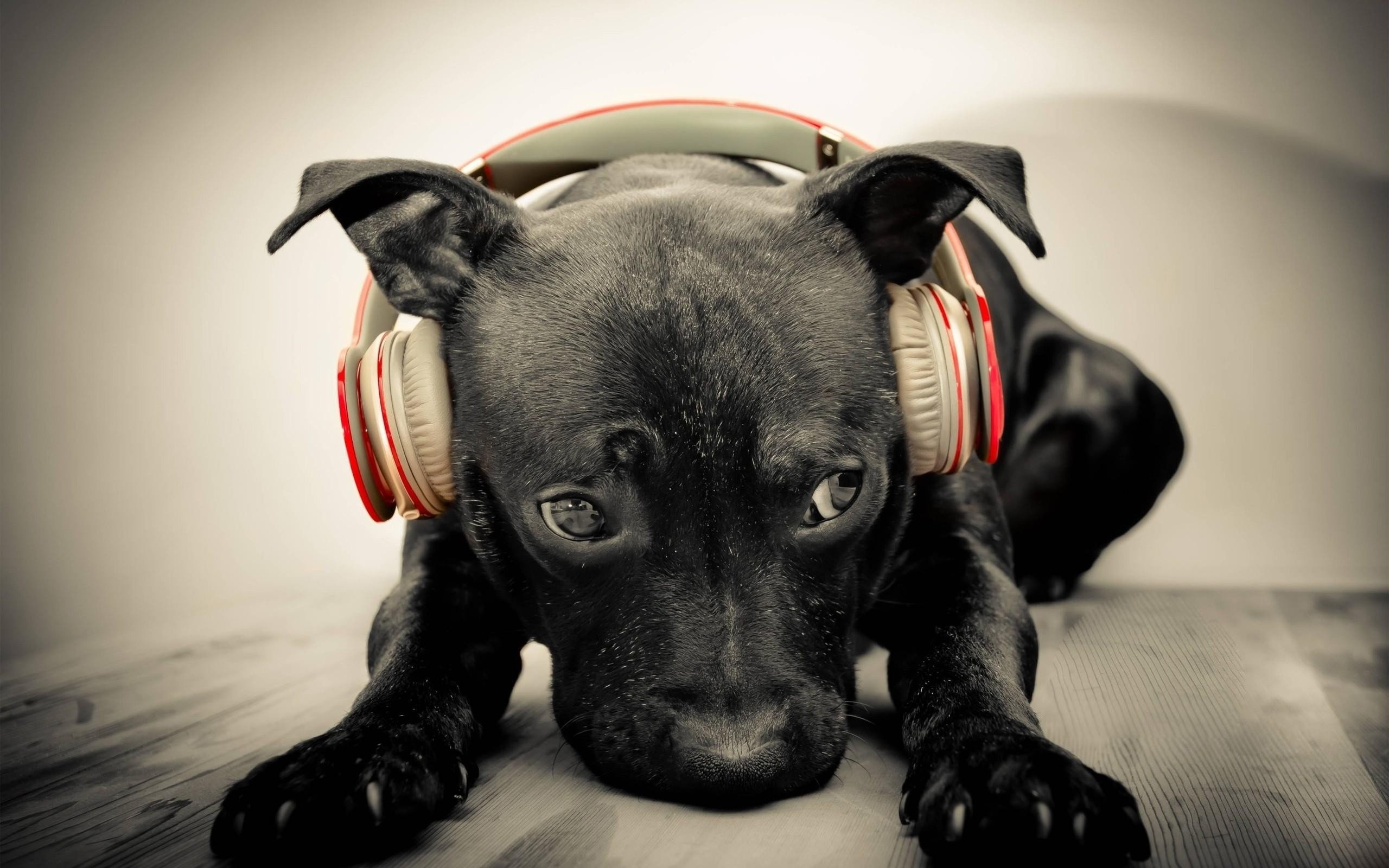 Headphones, Dog images, 2560x1600 HD Desktop