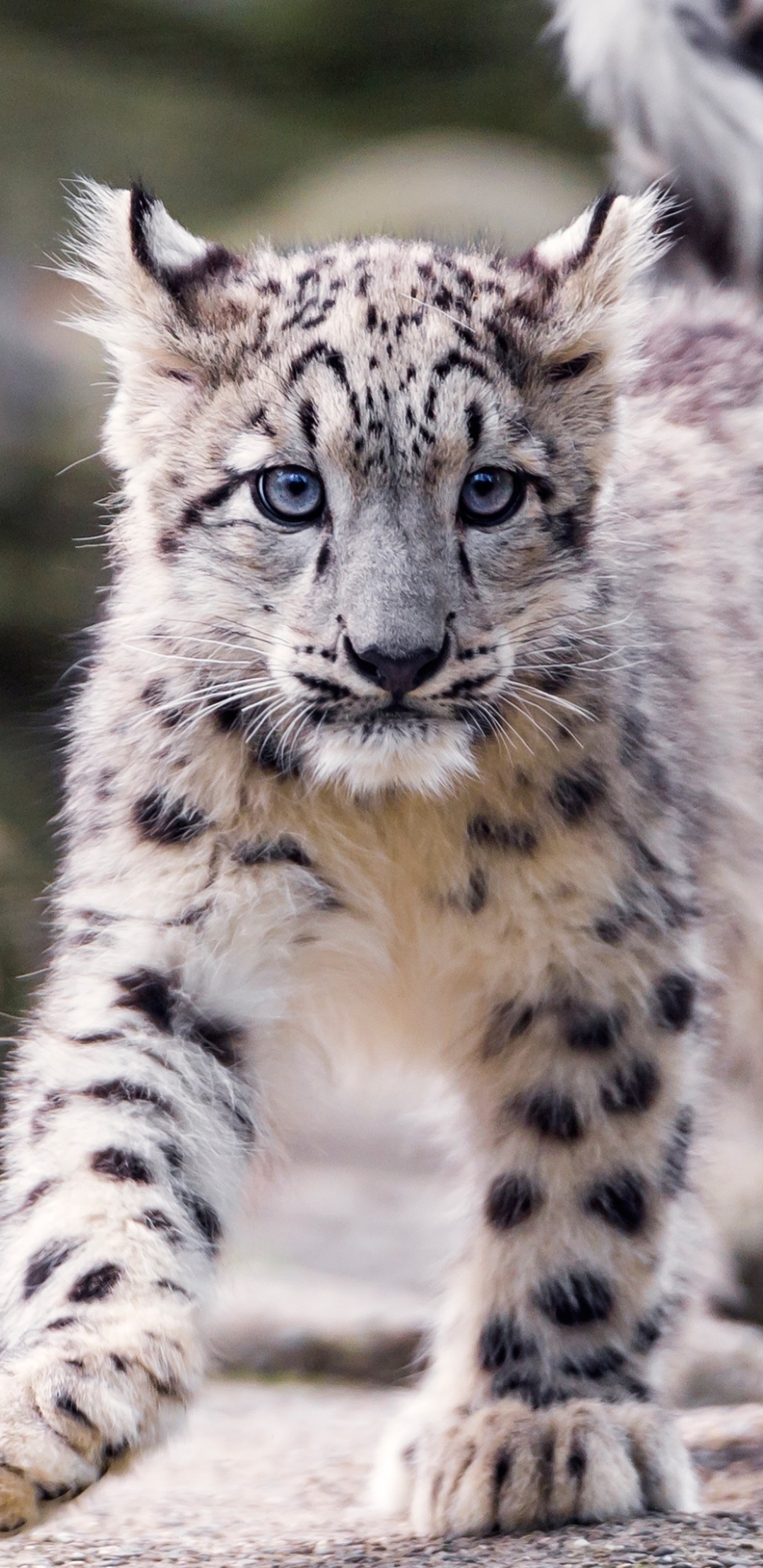 Snow Leopard, Magnificent predator, Himalayan inhabitant, Agile climber, 1080x2220 HD Handy
