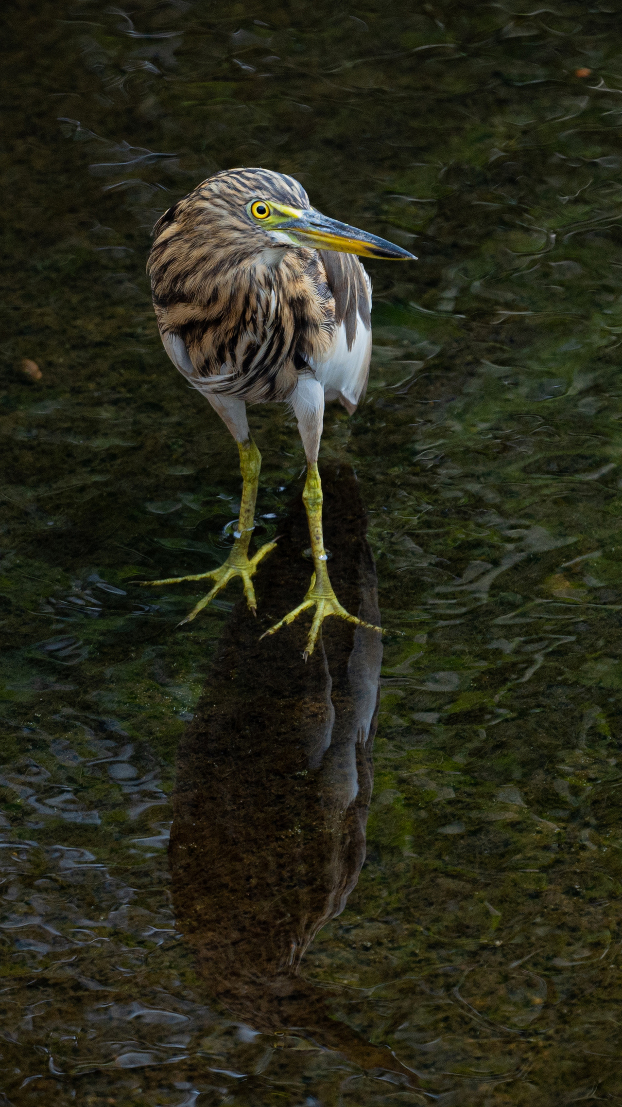 Heron, Pond-dwelling bird, Elegant creature, Wetland inhabitant, 1280x2280 HD Phone