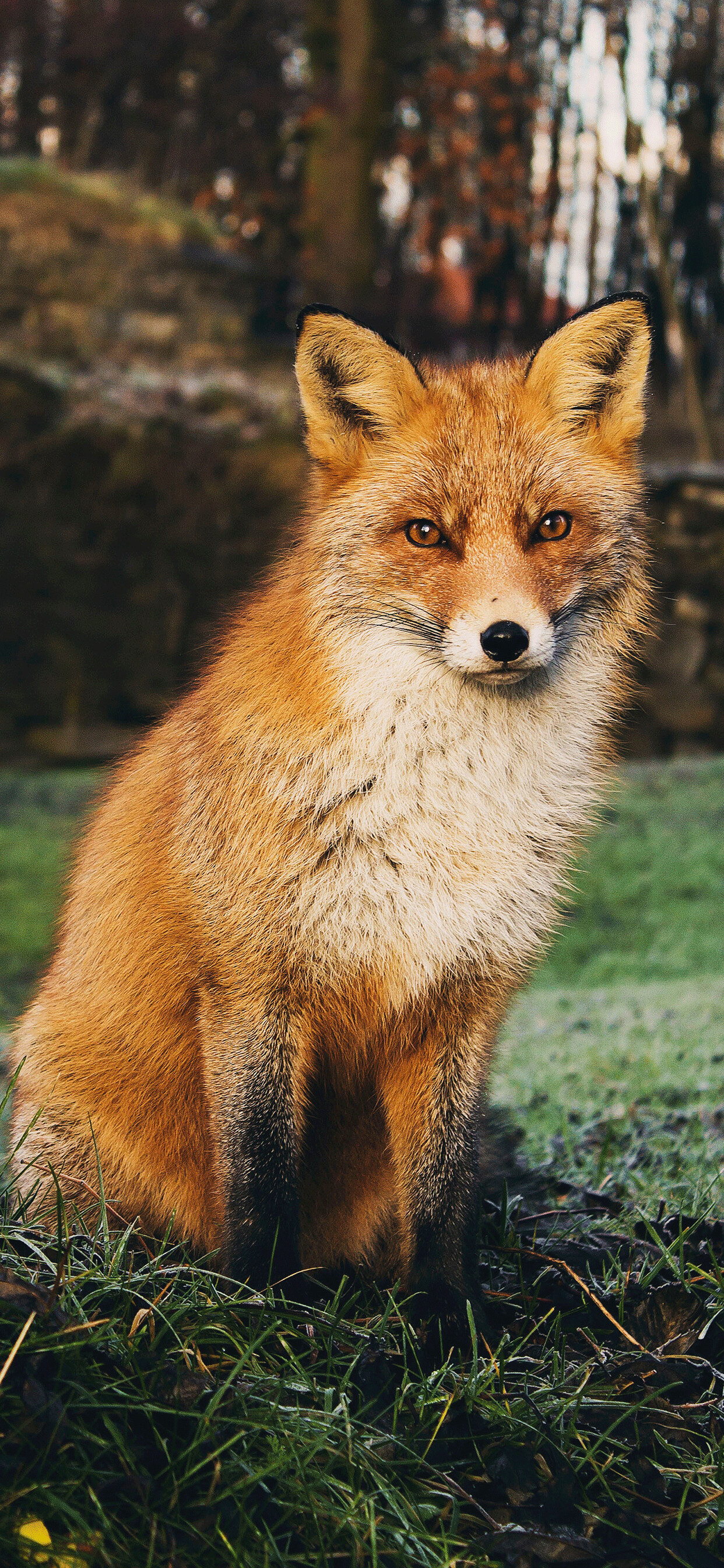 Fox: Orange-red dogs with bushy tails, Famed for their cunning and stealth. 1250x2690 HD Wallpaper.