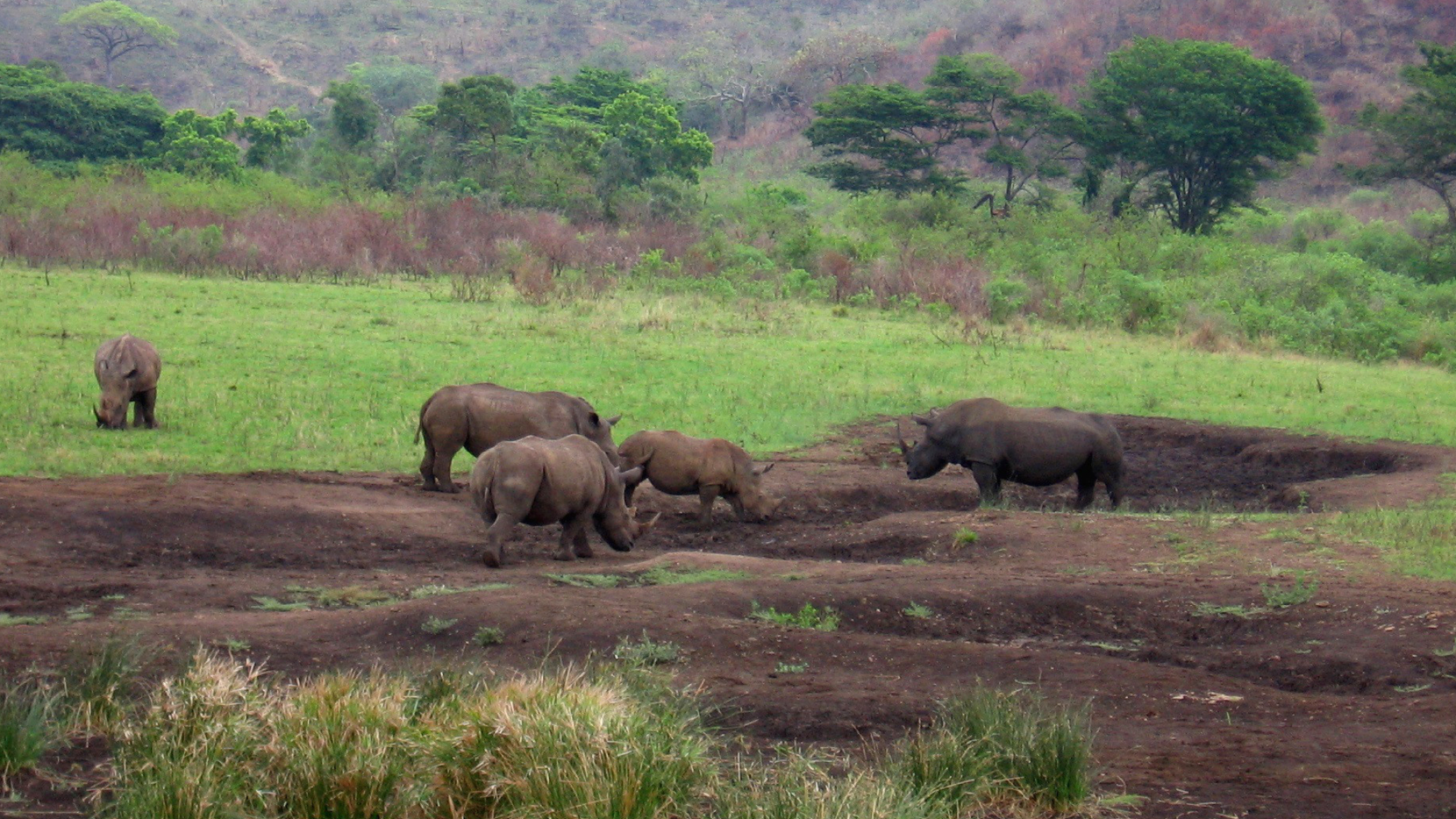 South Africa, Rhinos in the wild, Conservation efforts, African beauty, 2050x1160 HD Desktop