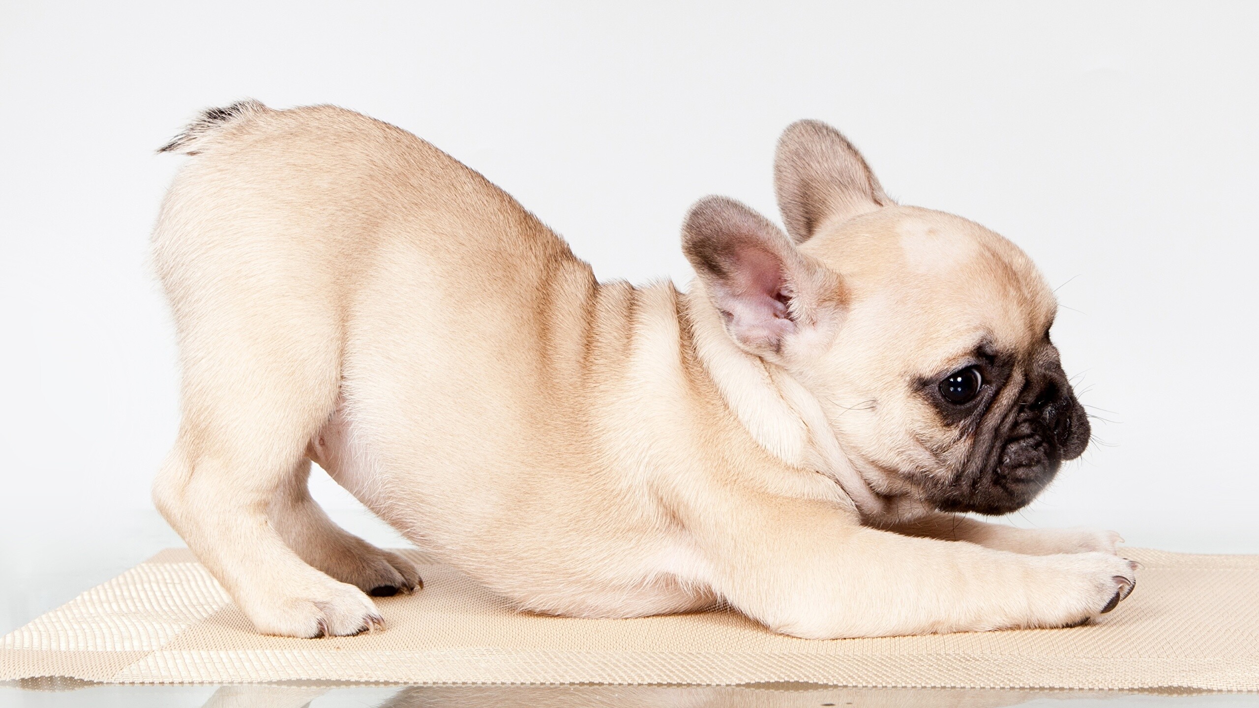 French Bulldog: The fourth-most popular AKC-registered dog breed in the United States. 2560x1440 HD Background.