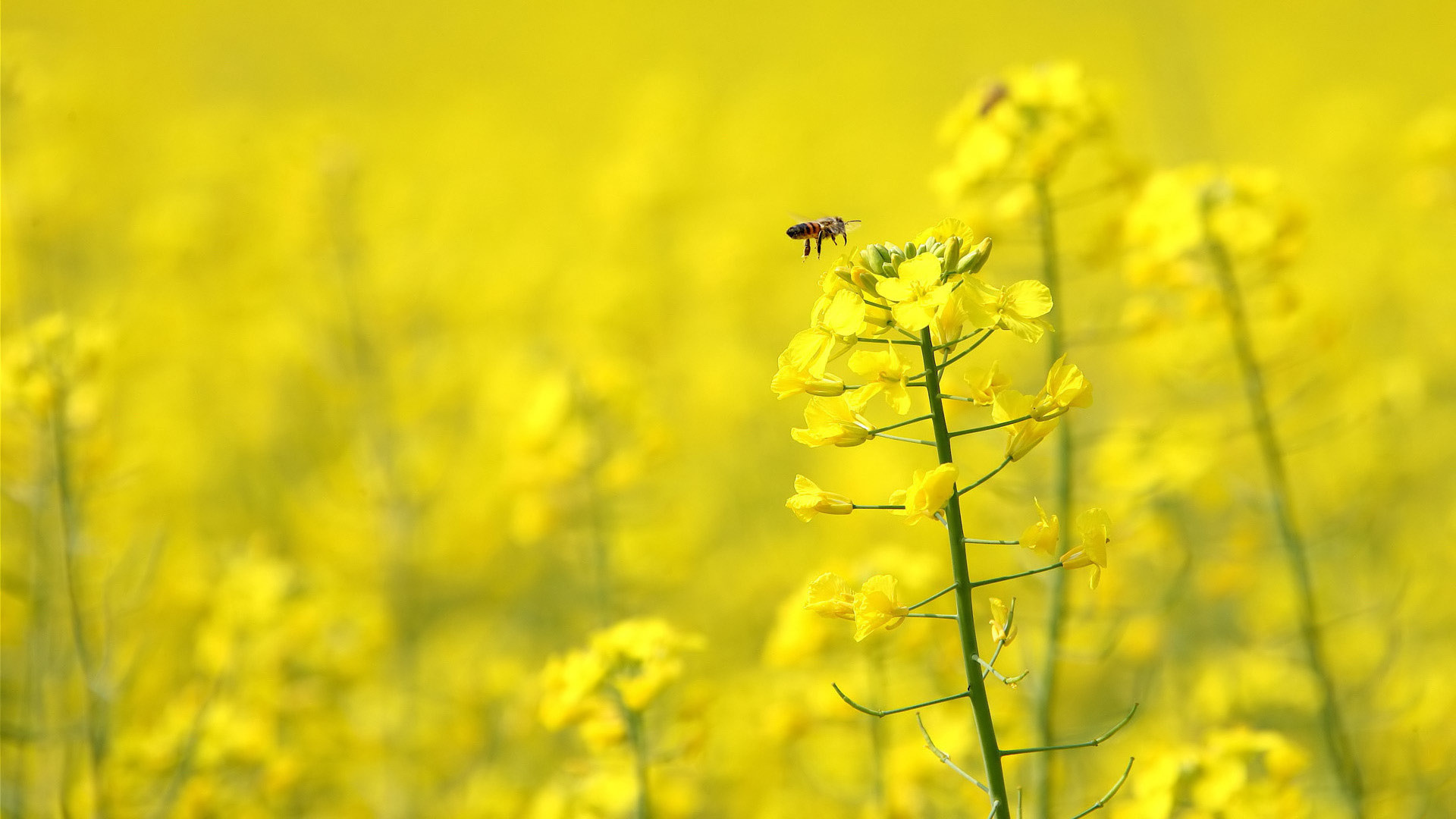 Bee: Honeybee, known for producing and storing honey. 1920x1080 Full HD Wallpaper.