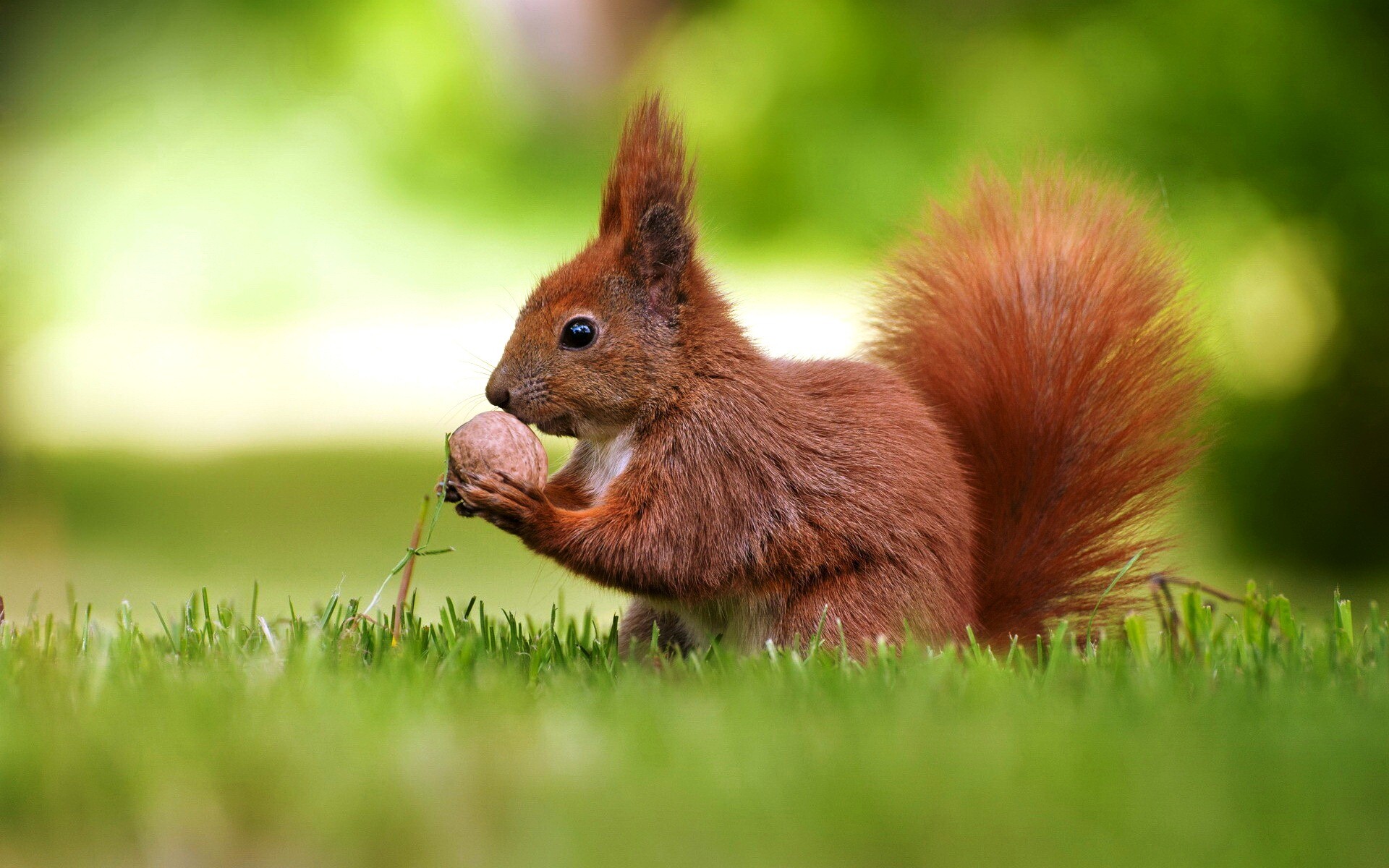Squirrel: Arboreal animal having a long bushy tail and strong hind legs. 1920x1200 HD Background.