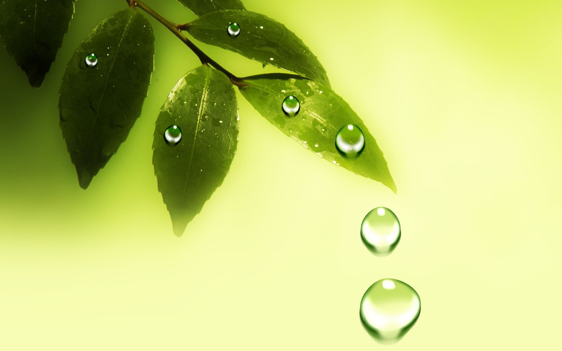 Leaves: Moisture evaporating from plants, Water drops on the leaf. 1920x1200 HD Background.