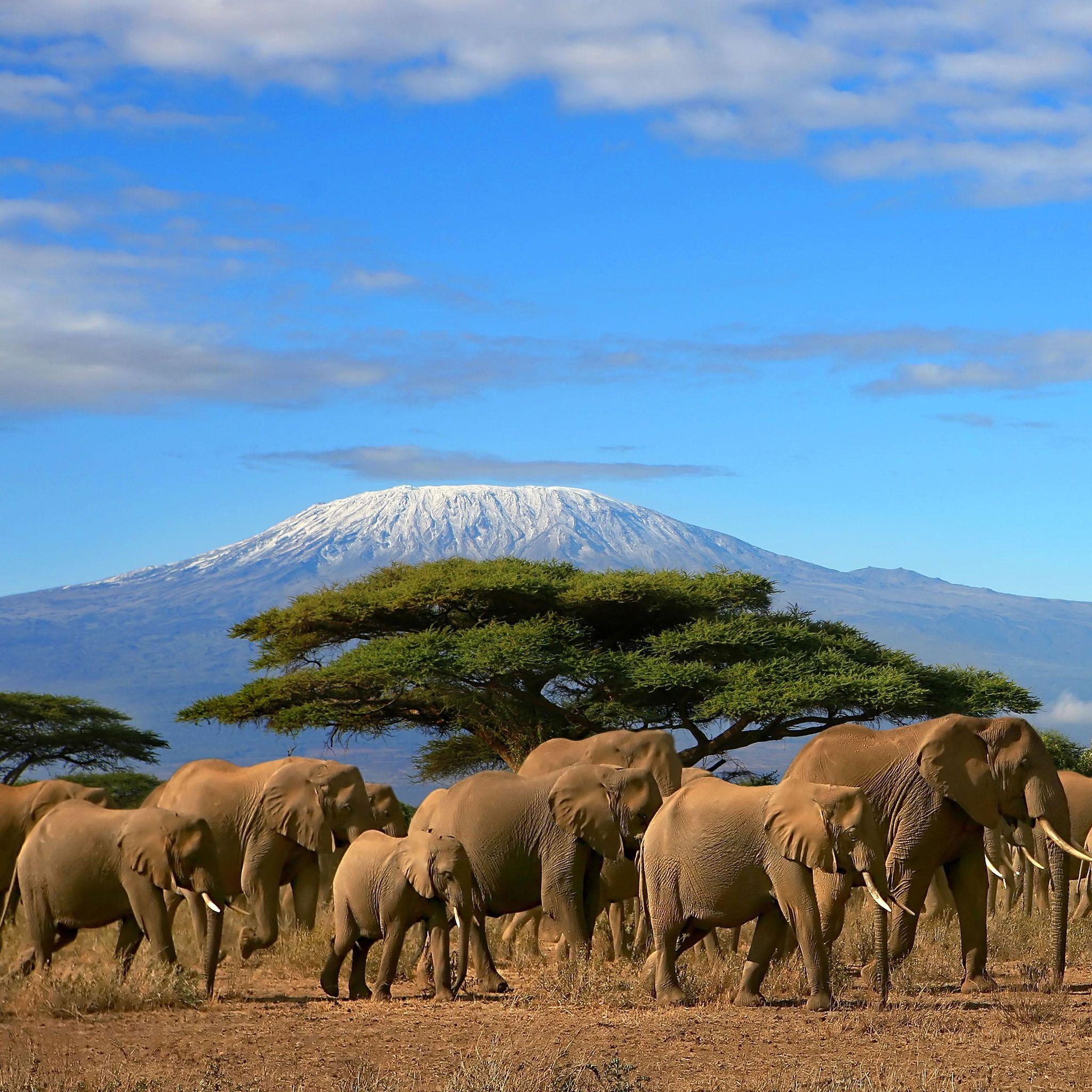 Kilimanjaro, Travels, African mountain, Volcanic peak, 2050x2050 HD Phone