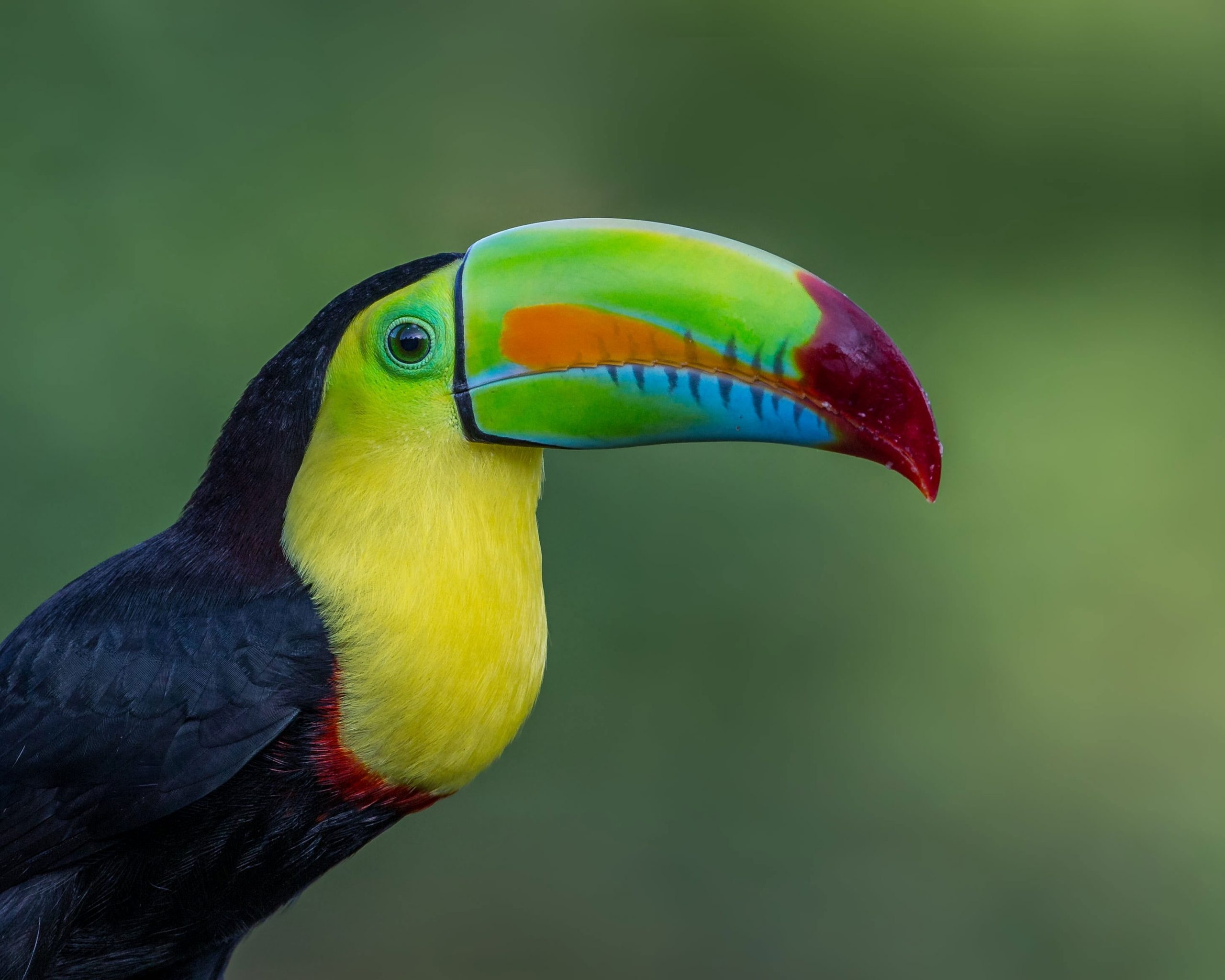 Keel billed toucan, Striking plumage, Tropical marvel, Wallpaper art, 2560x2050 HD Desktop