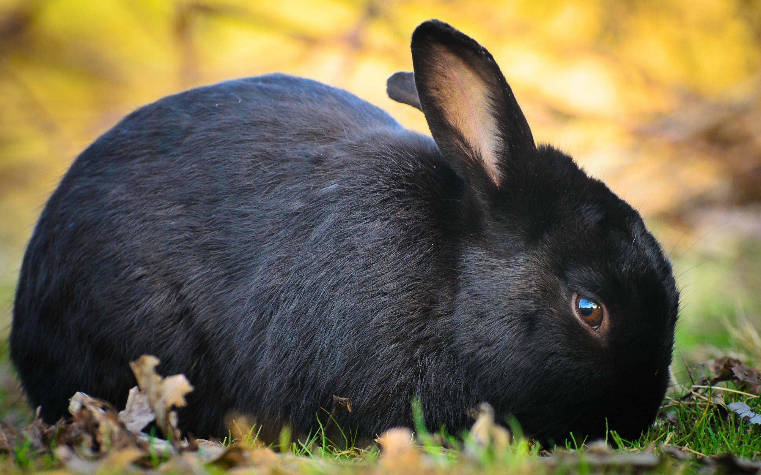 Rabbit: Bunny, Black Havana, First appeared in the Netherlands in 1898. 2560x1600 HD Background.