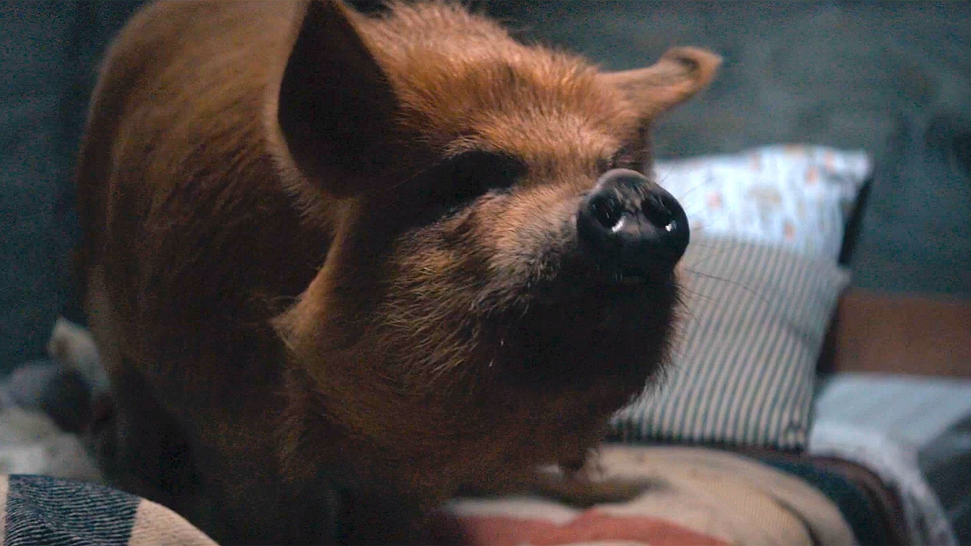 Pig, Critically acclaimed film, Remarkable performance, Unexpected twists, 1920x1080 Full HD Desktop