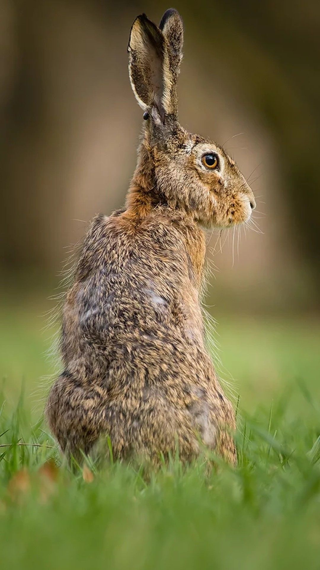 March hare art, Rabbit inspiration, Bunny artwork, Artistic expression, 1080x1920 Full HD Phone