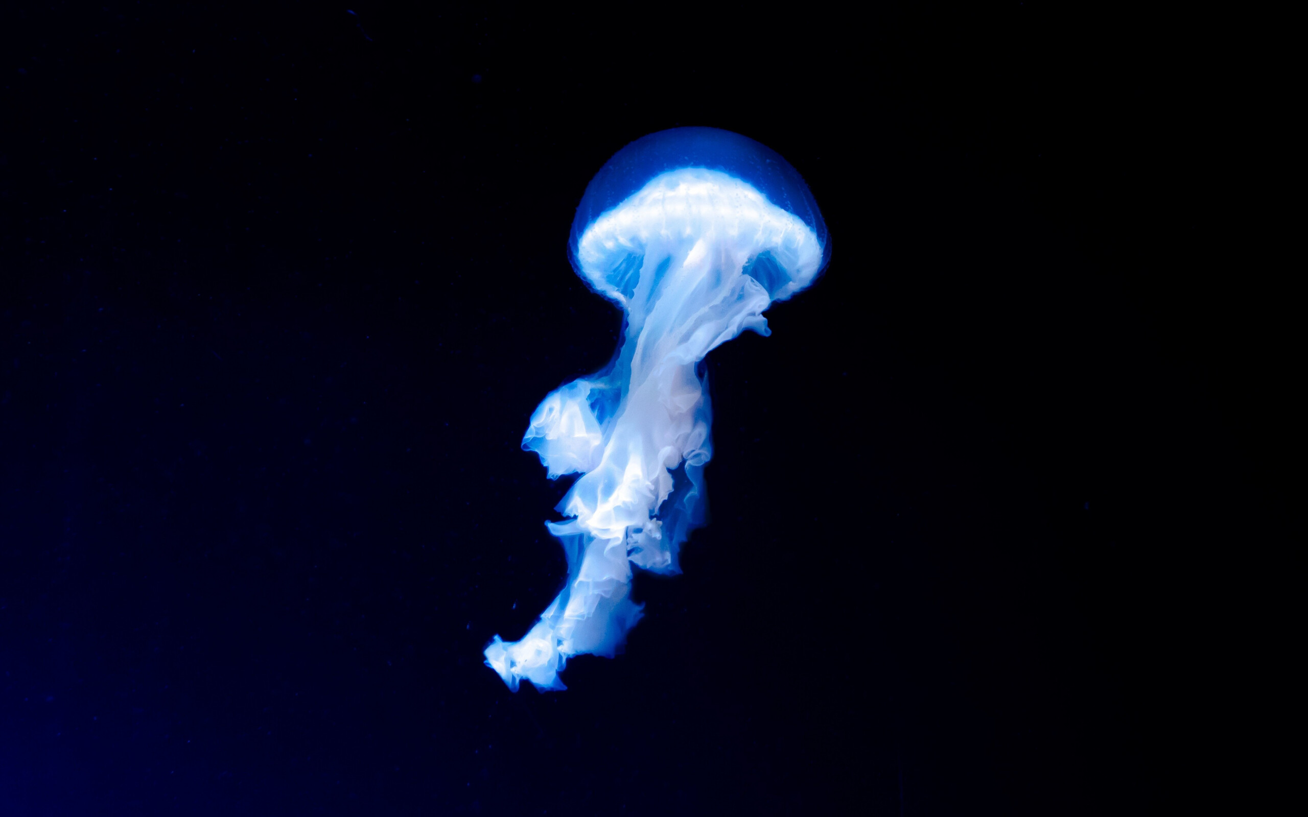 Glowing Jellyfish: Invertebrates that use a form of jet propulsion to move through the water, Aquatic life. 2560x1600 HD Wallpaper.