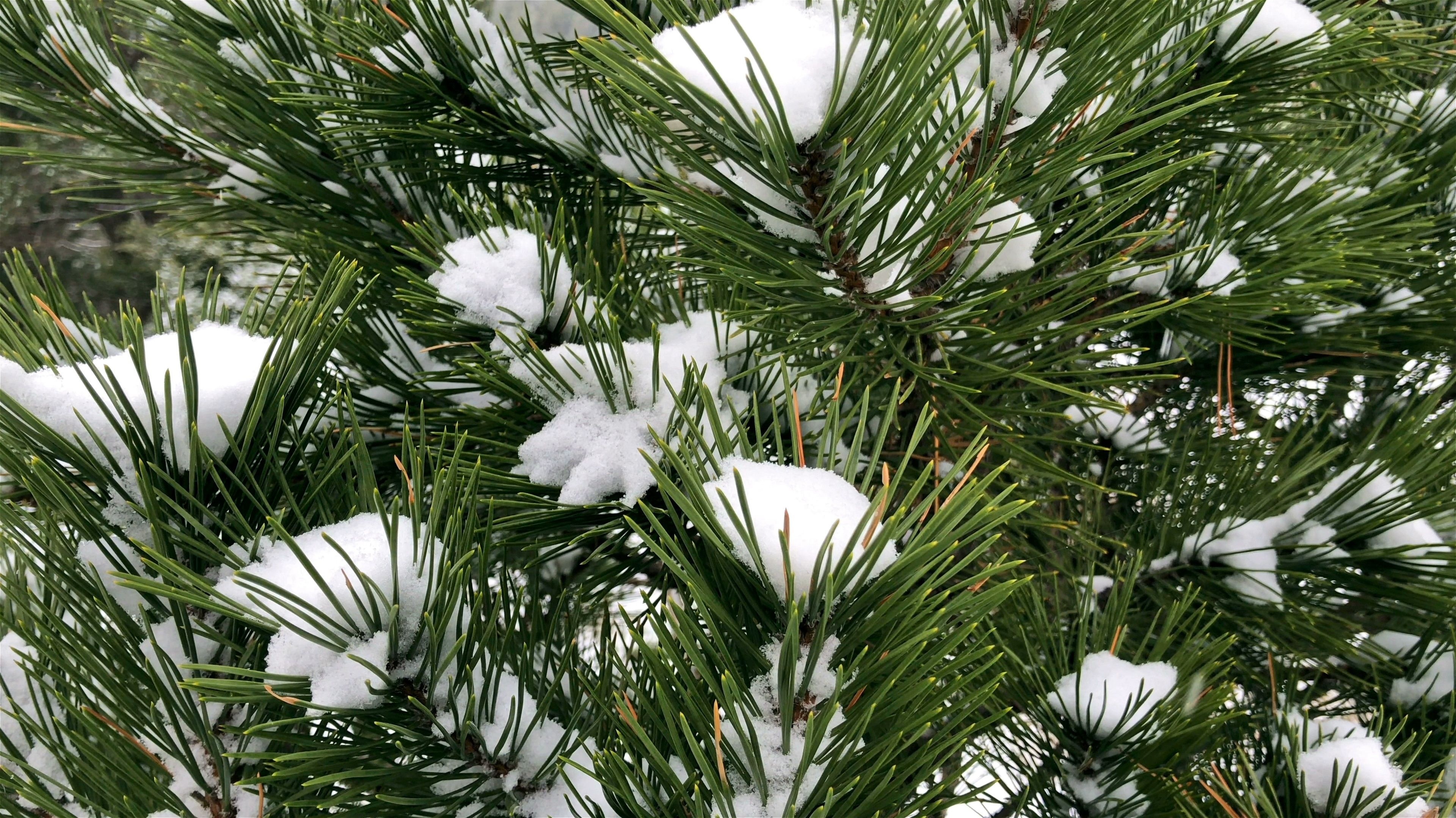 Snowy pine tree, Mountain landscape, Slow motion footage, Tranquil scenery, 3840x2160 4K Desktop