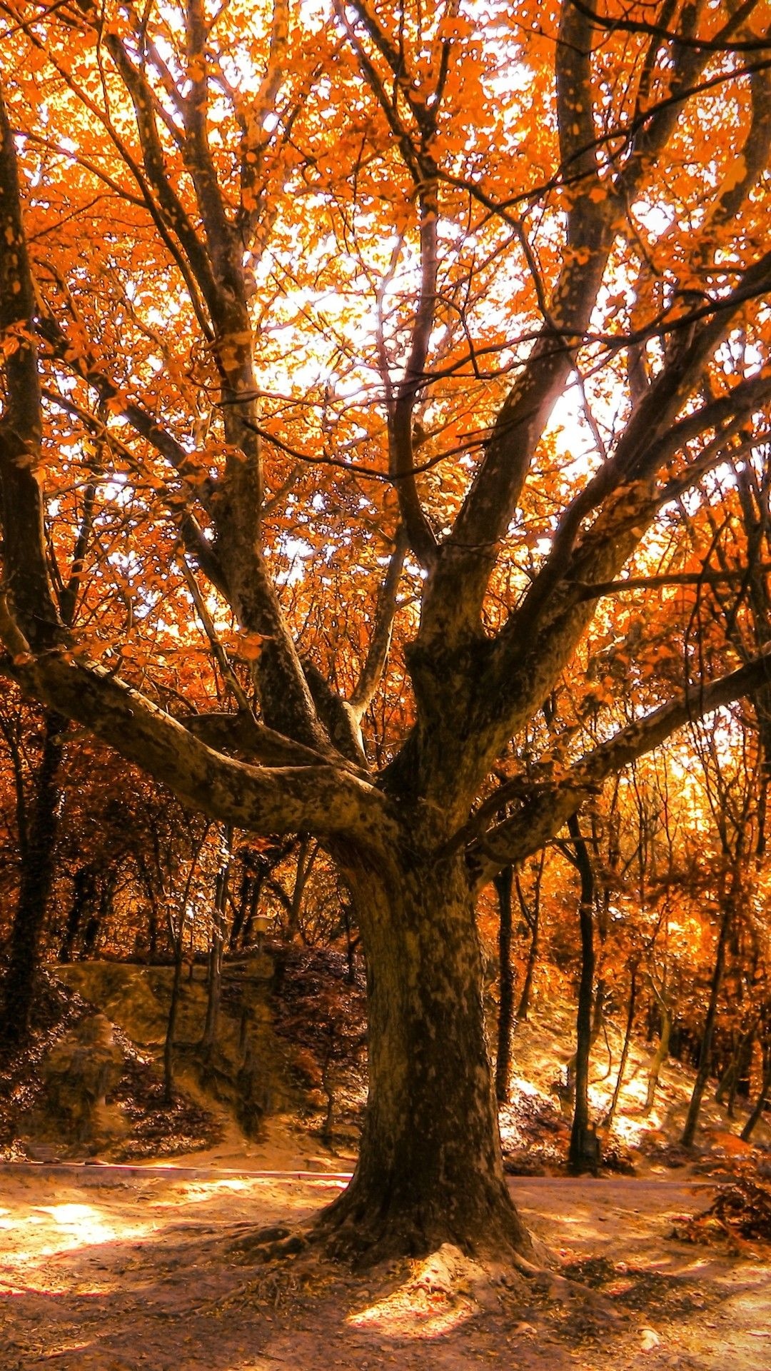 Autumn tree 4K, Vibrant foliage, Tranquil landscape, Nature's palette, 1080x1920 Full HD Handy