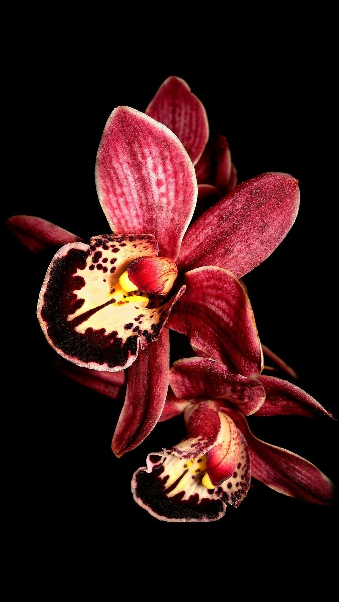 Orchid: A plant bearing unusually-shaped flowers of beautiful colors. 1080x1920 Full HD Wallpaper.