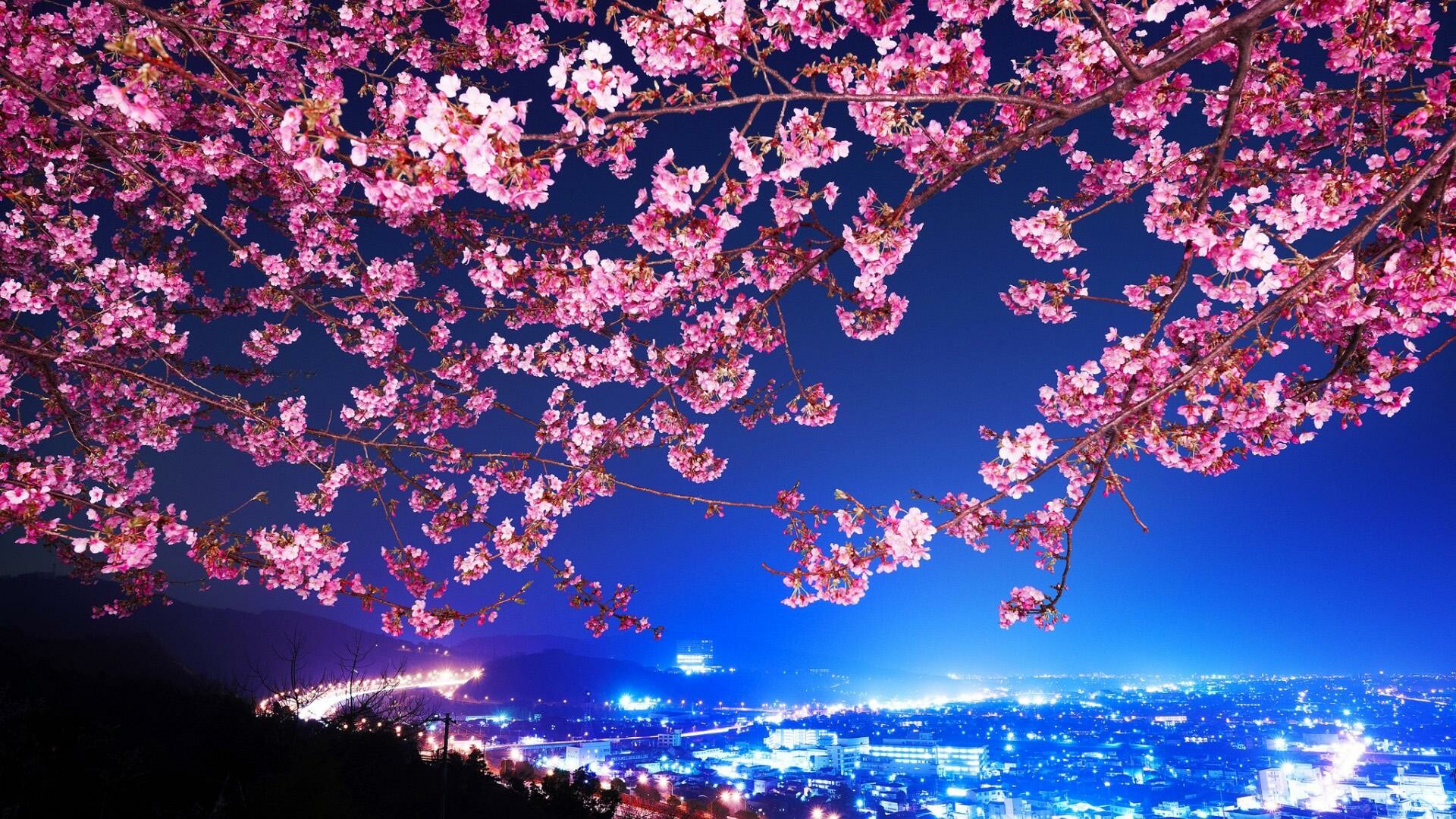 Japan: Cherry blossom is the unofficial national flower of the country. 1920x1080 Full HD Background.