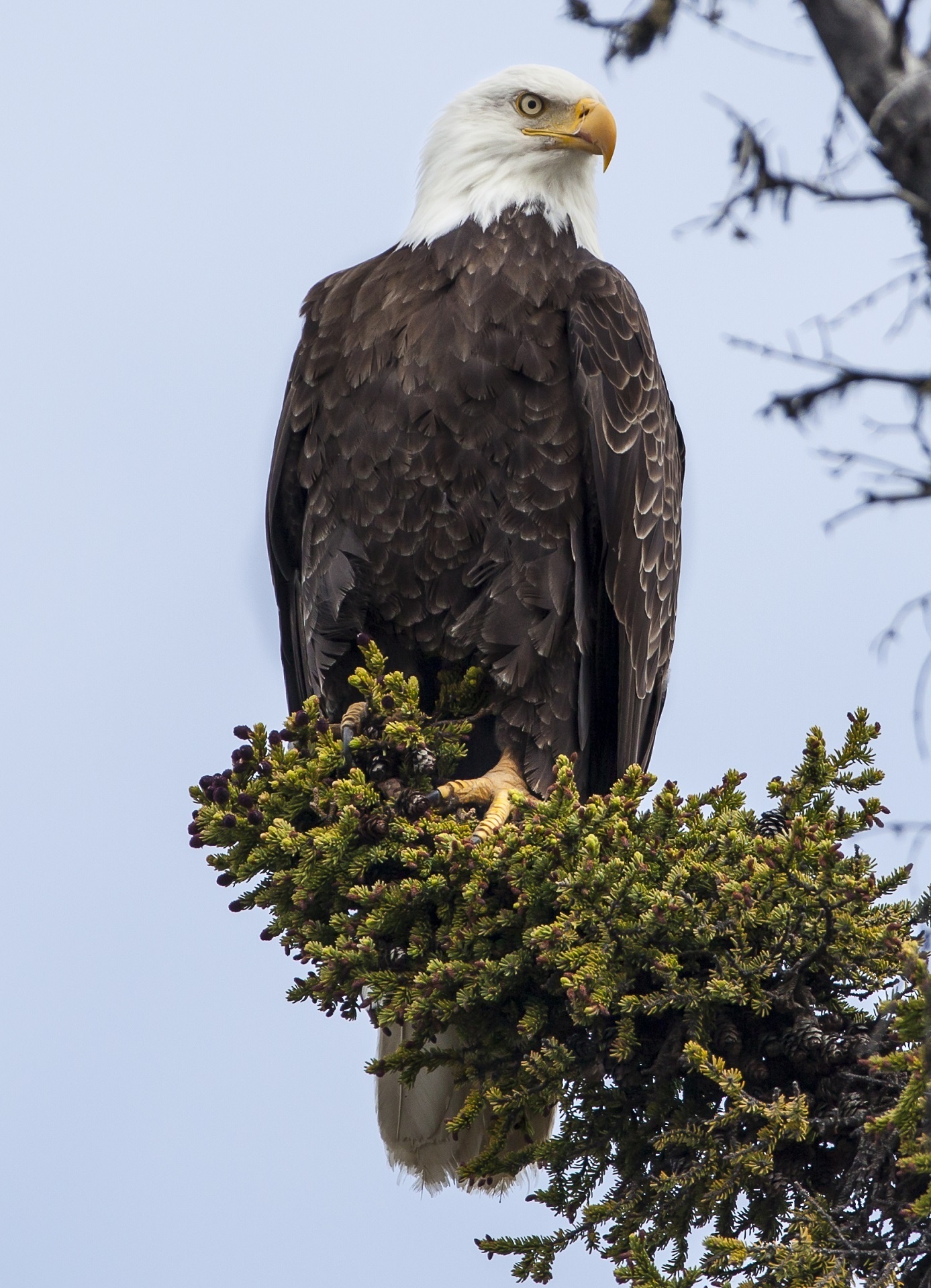 Bald Eagle, Free photo download, Majestic bird, Jooinn website, 1390x1920 HD Phone