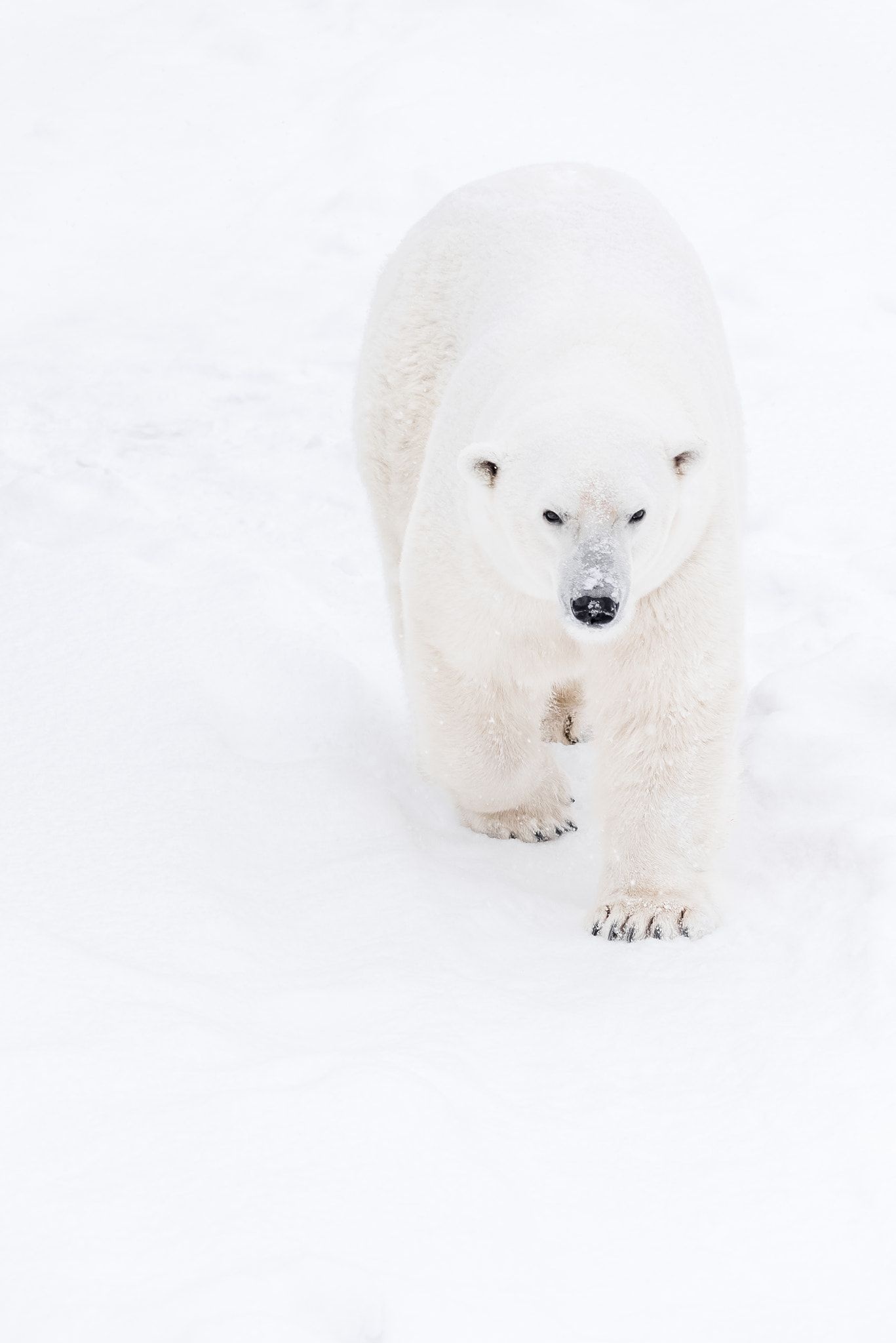 Young polar bear playing, Winter wonderland, Arctic adventure, Snowy fun, 1370x2050 HD Phone