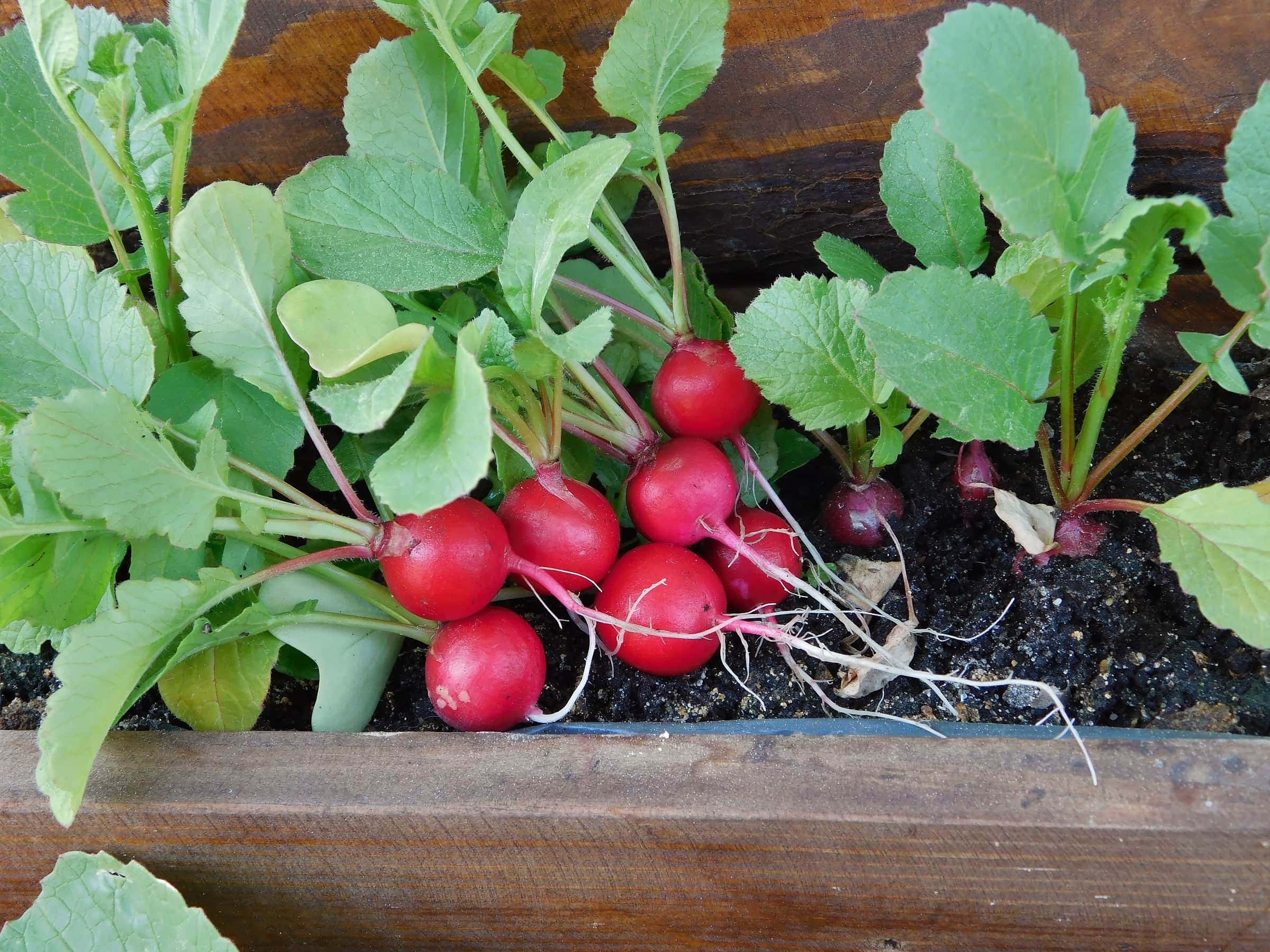 Grow radishes in pots, Compact gardening, Easy to cultivate, Clean and green, 2400x1800 HD Desktop