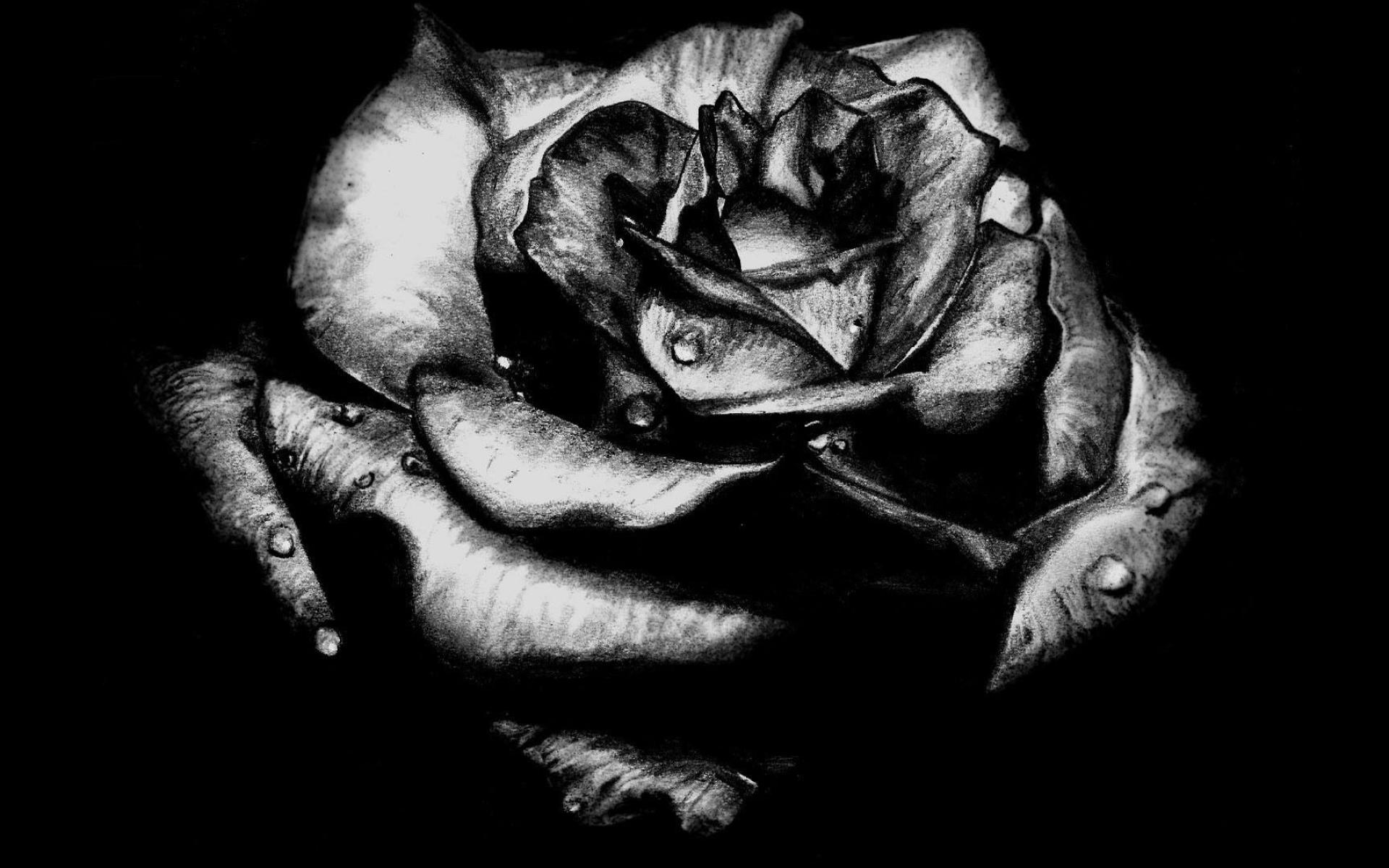 Gothic Art: White and black drawing, Monochrome, Gothic rose painting. 1920x1200 HD Background.