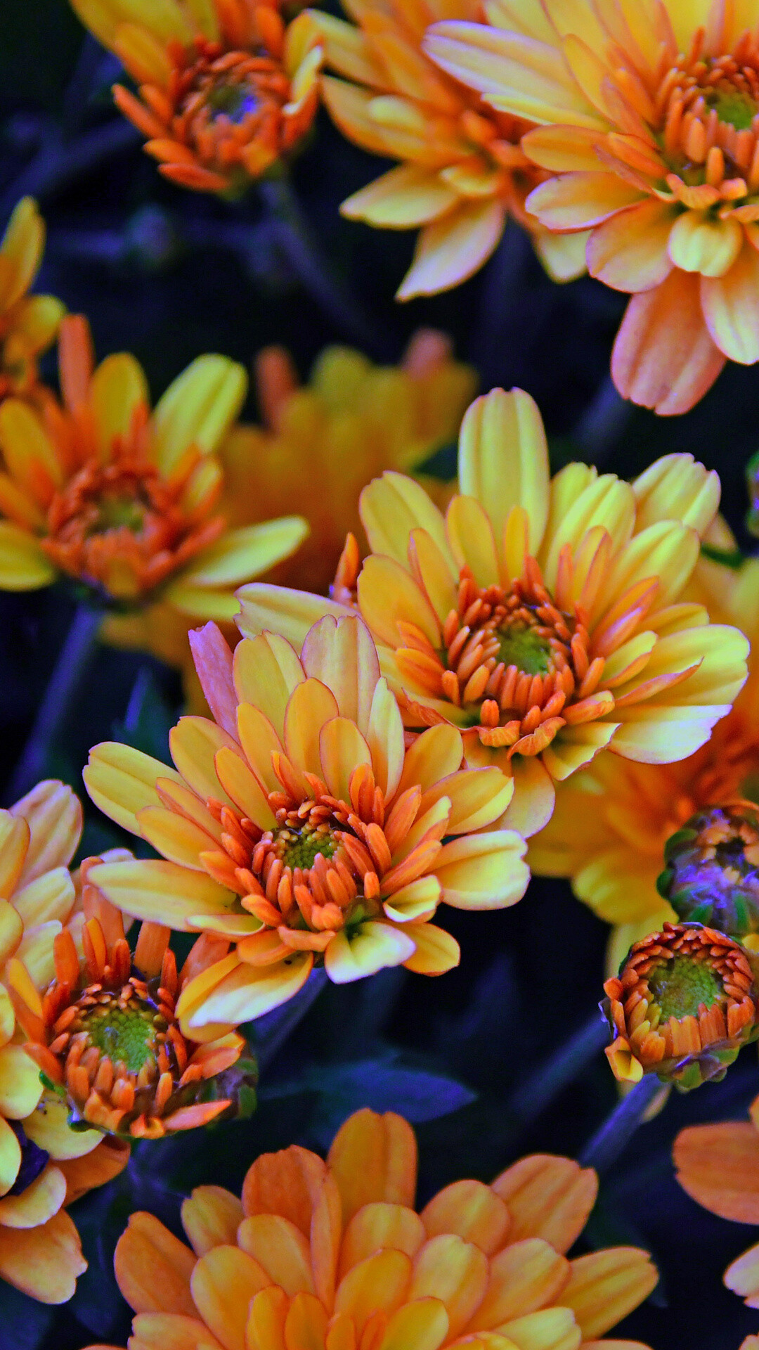 Chrysanthemum: Mums are a national symbol of fall abundance, and this herbaceous and hardy perennial. 1080x1920 Full HD Wallpaper.