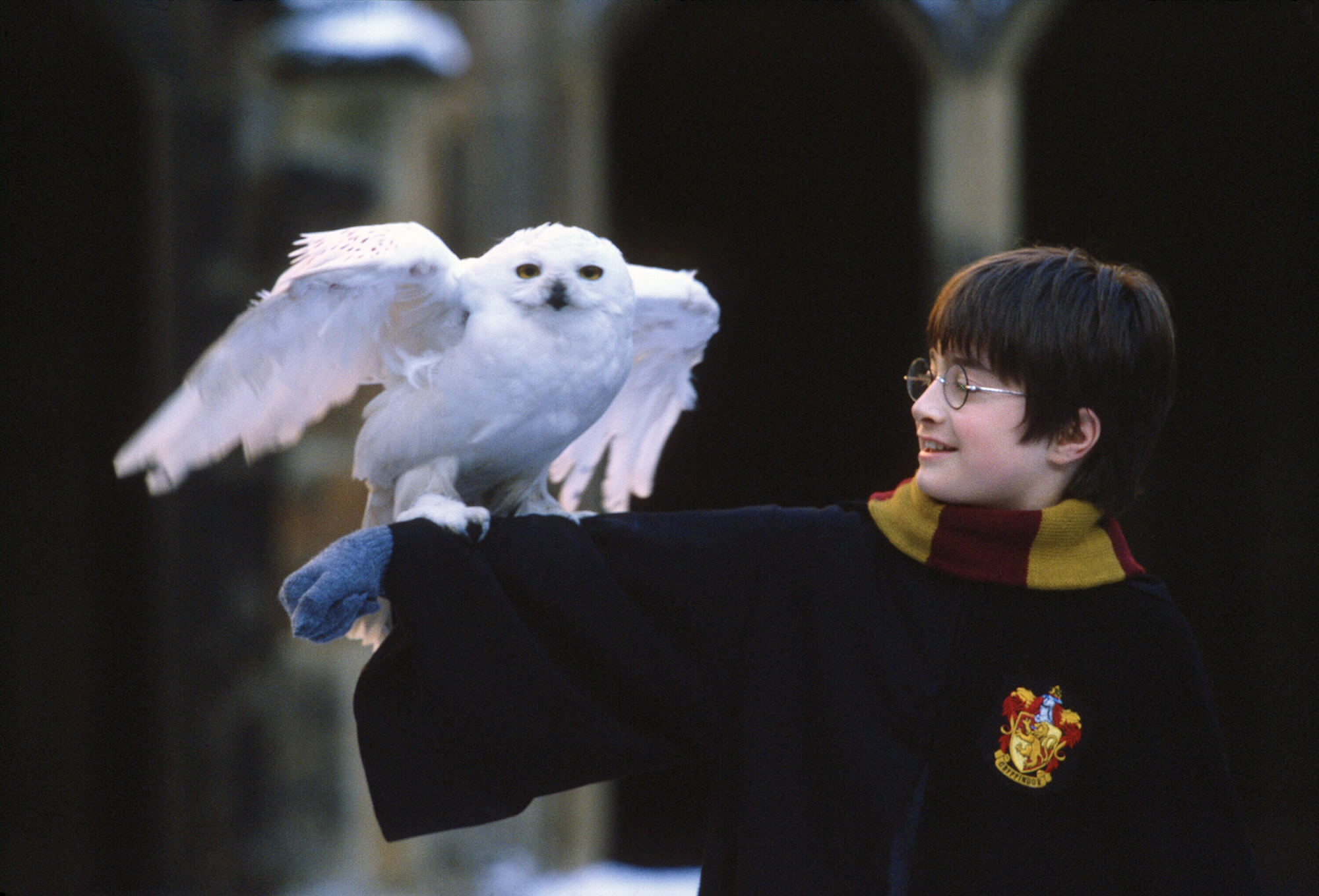 Hedwig: Daniel Radcliffe, Harry Potter's pet female snowy owl. 2000x1360 HD Wallpaper.