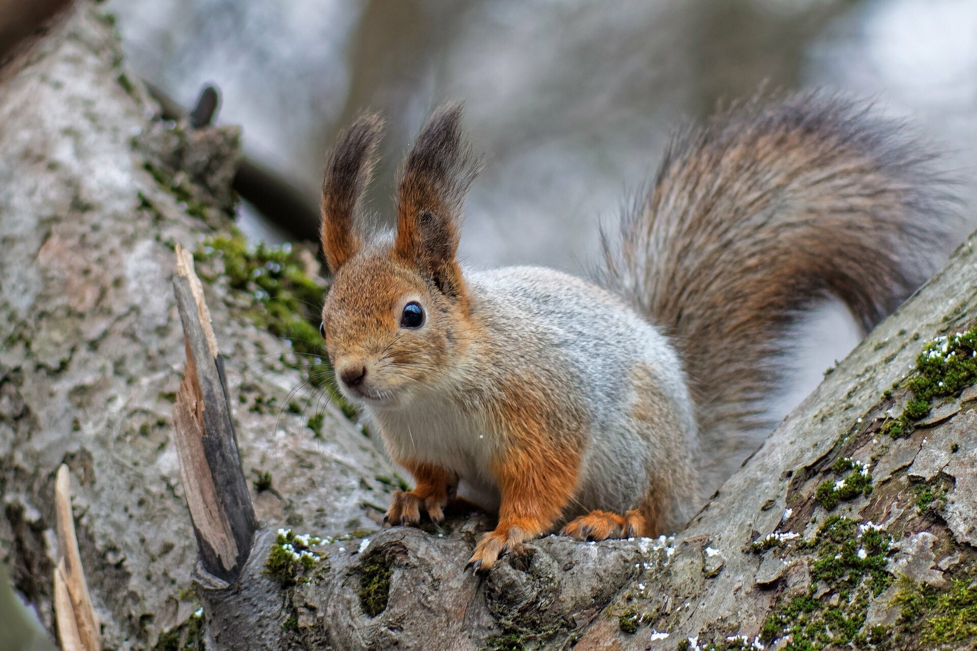 Squirrel: Medium-sized rodent, Known for its bushy tail. 1920x1280 HD Background.