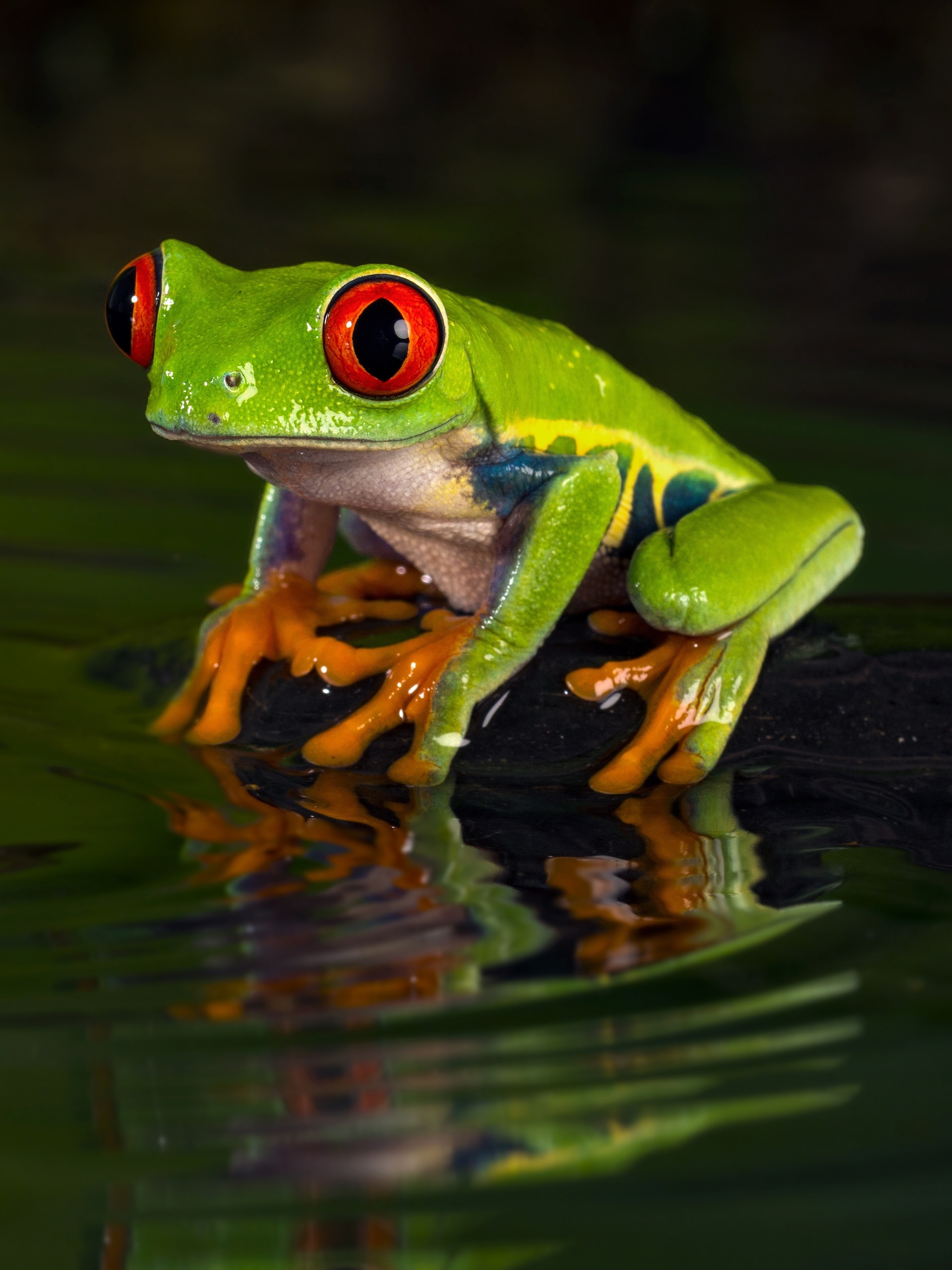 Red-eyed tree frog, Striking colours, Tropical beauty, Captivating amphibian, 2050x2740 HD Phone