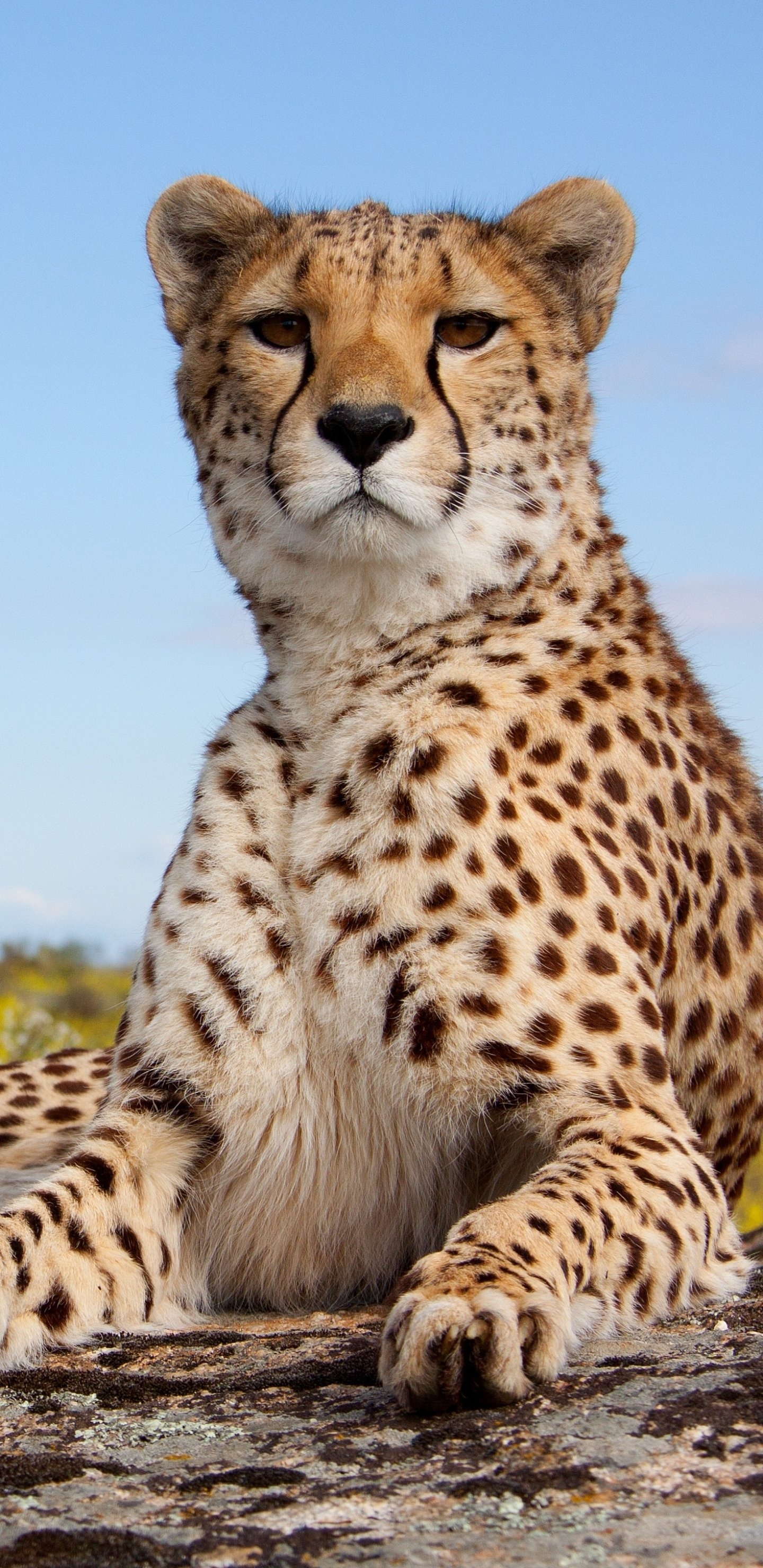 Magnificent animal cheetah, Grace and agility, Captivating predator, Nature's masterpiece, 1440x2960 HD Phone