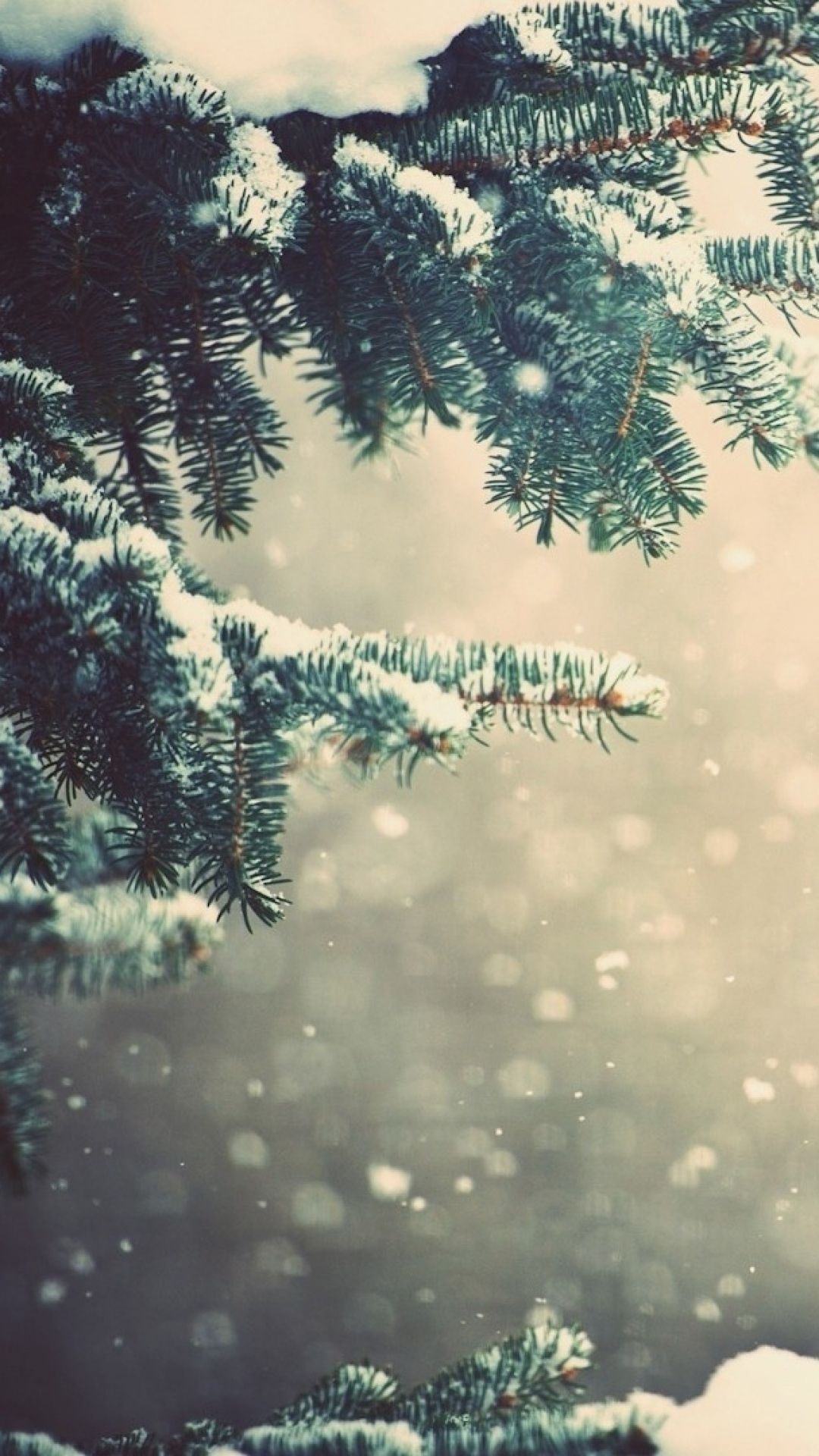 Winter spruce branches, Snowy glare, 1080x1920 Full HD Handy