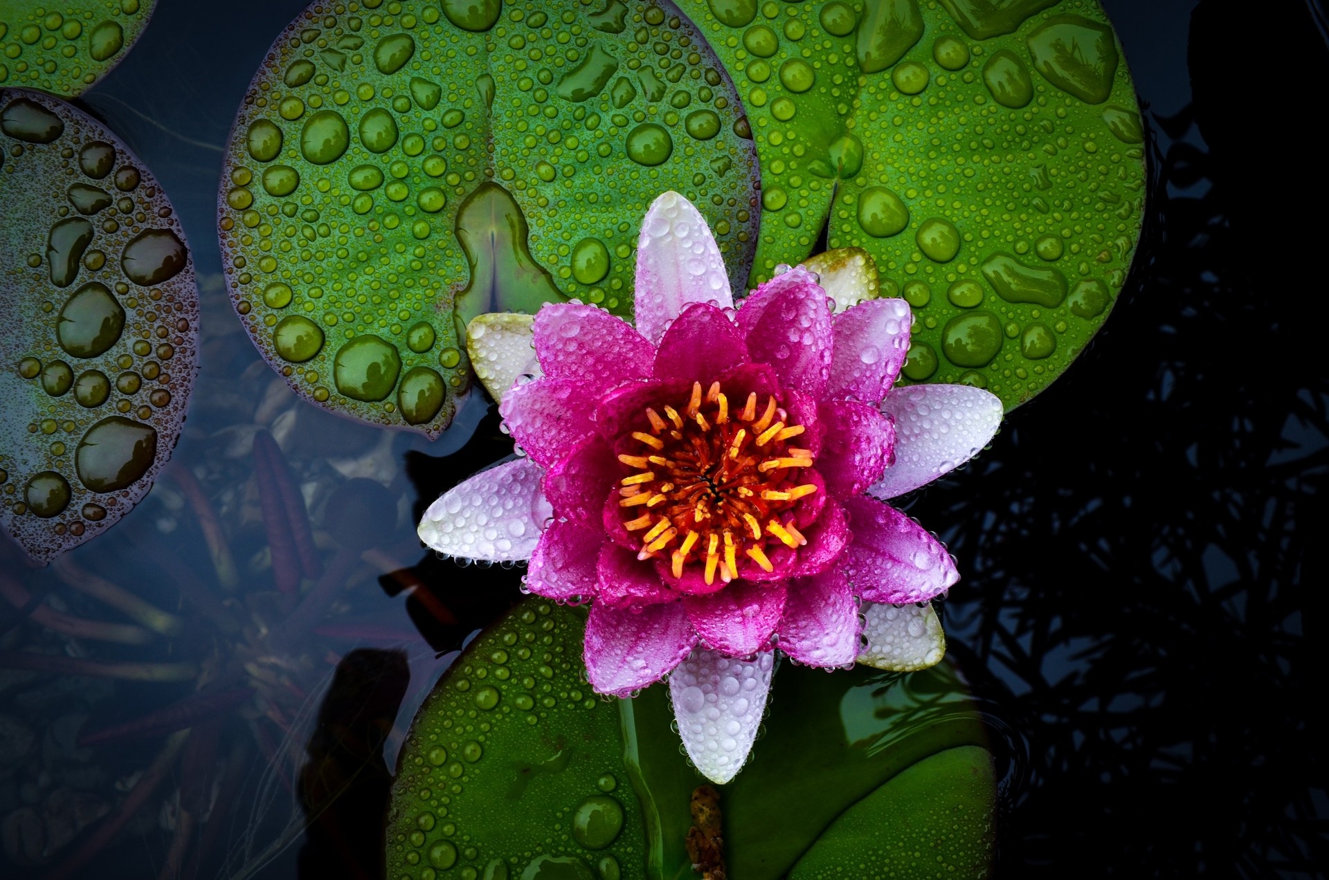 Water Lily, Lotus close-up, Macro photography, Pink flowers, 1920x1280 HD Desktop
